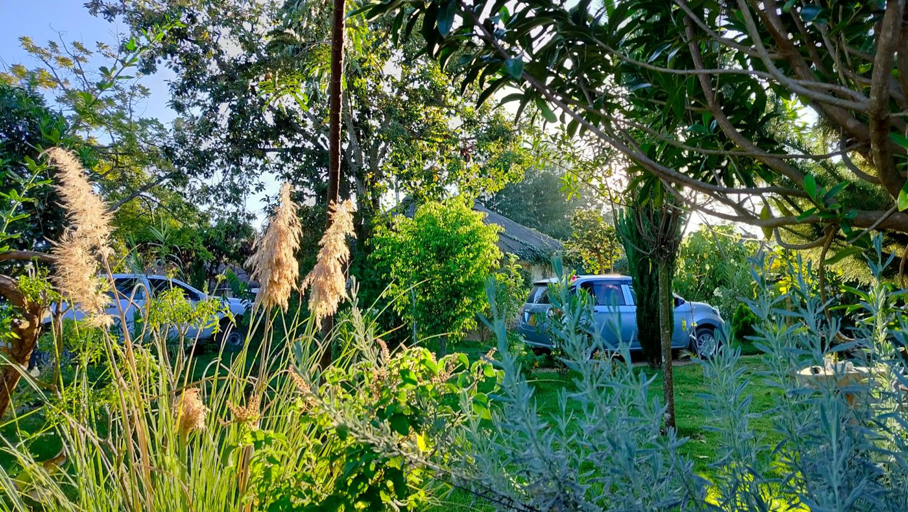 Podocarpus cottages