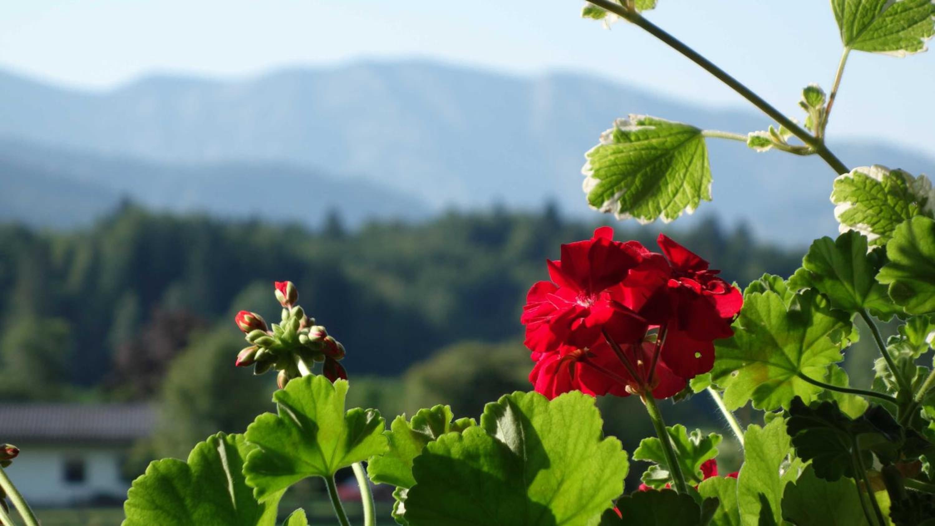 Ferienwohnung Haulle, Kreuth-Scharling am Tegernsee