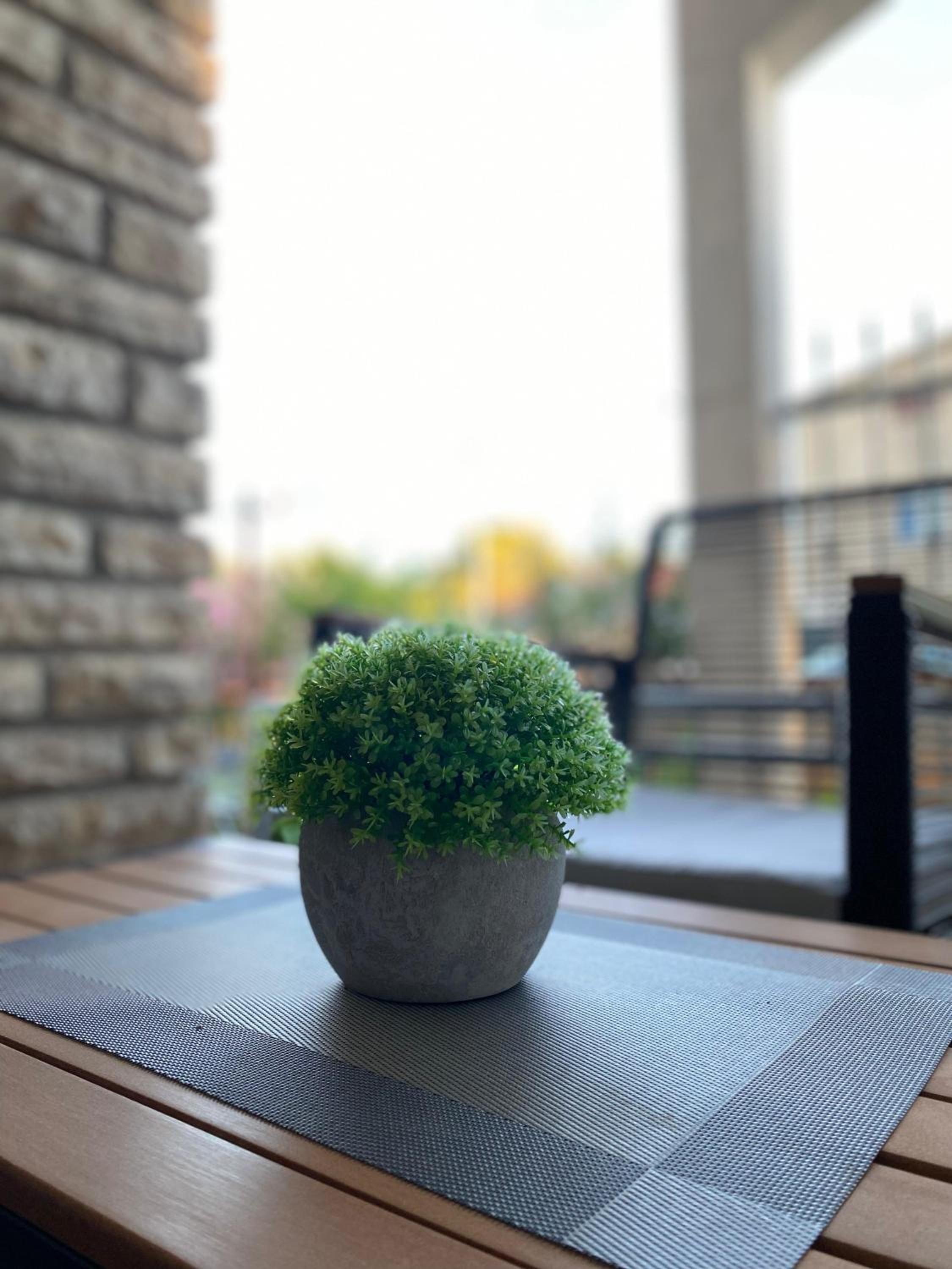 Apartman Žuki