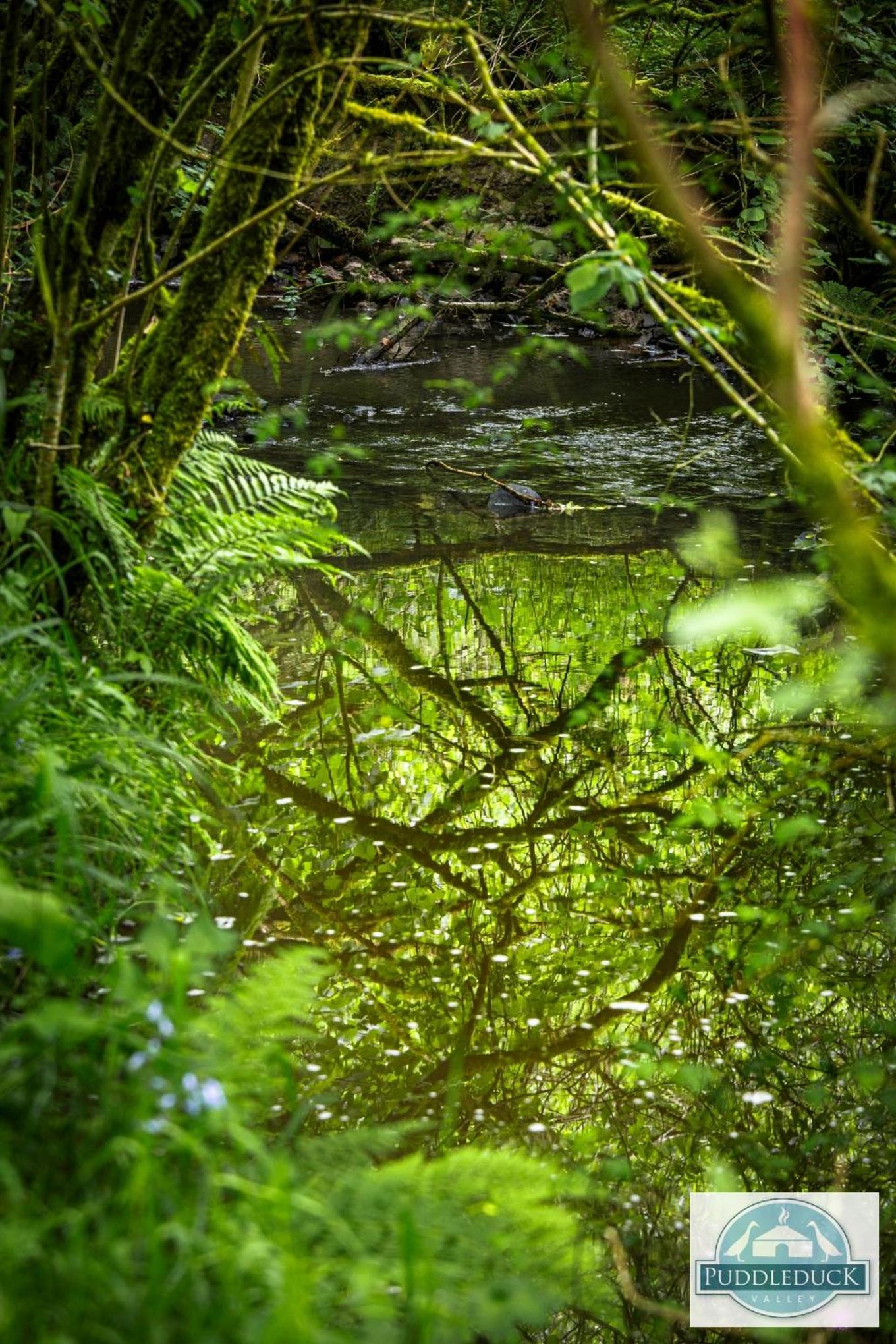 Puddleduck Valley - Dog Friendly