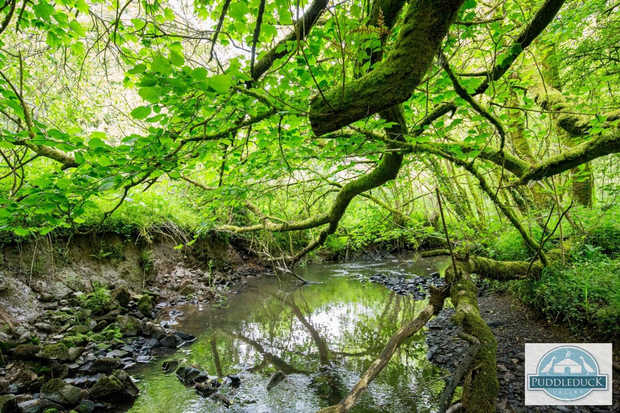 Puddleduck Valley - Dog Friendly
