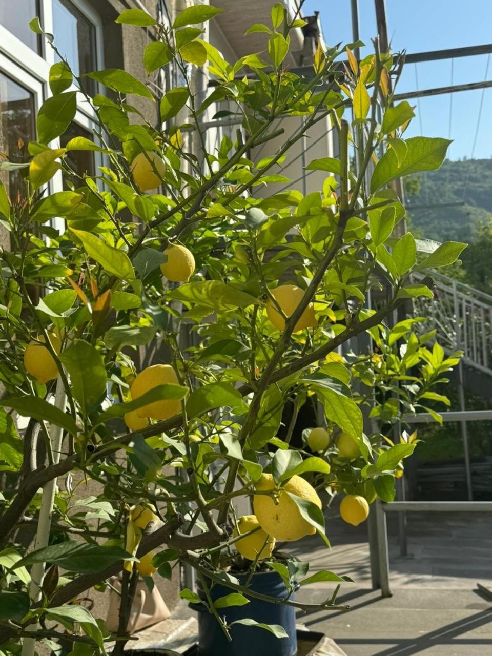 Center