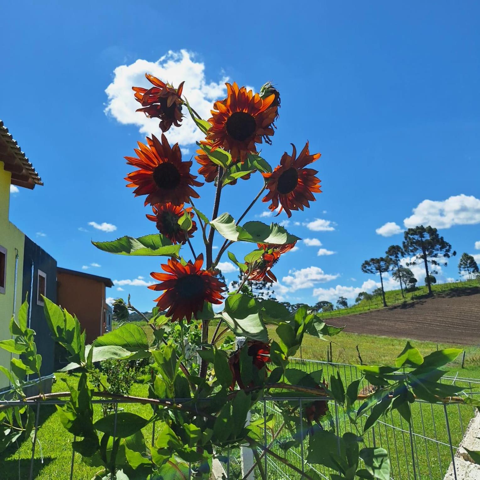 Recanto dos Pássaros Urubici
