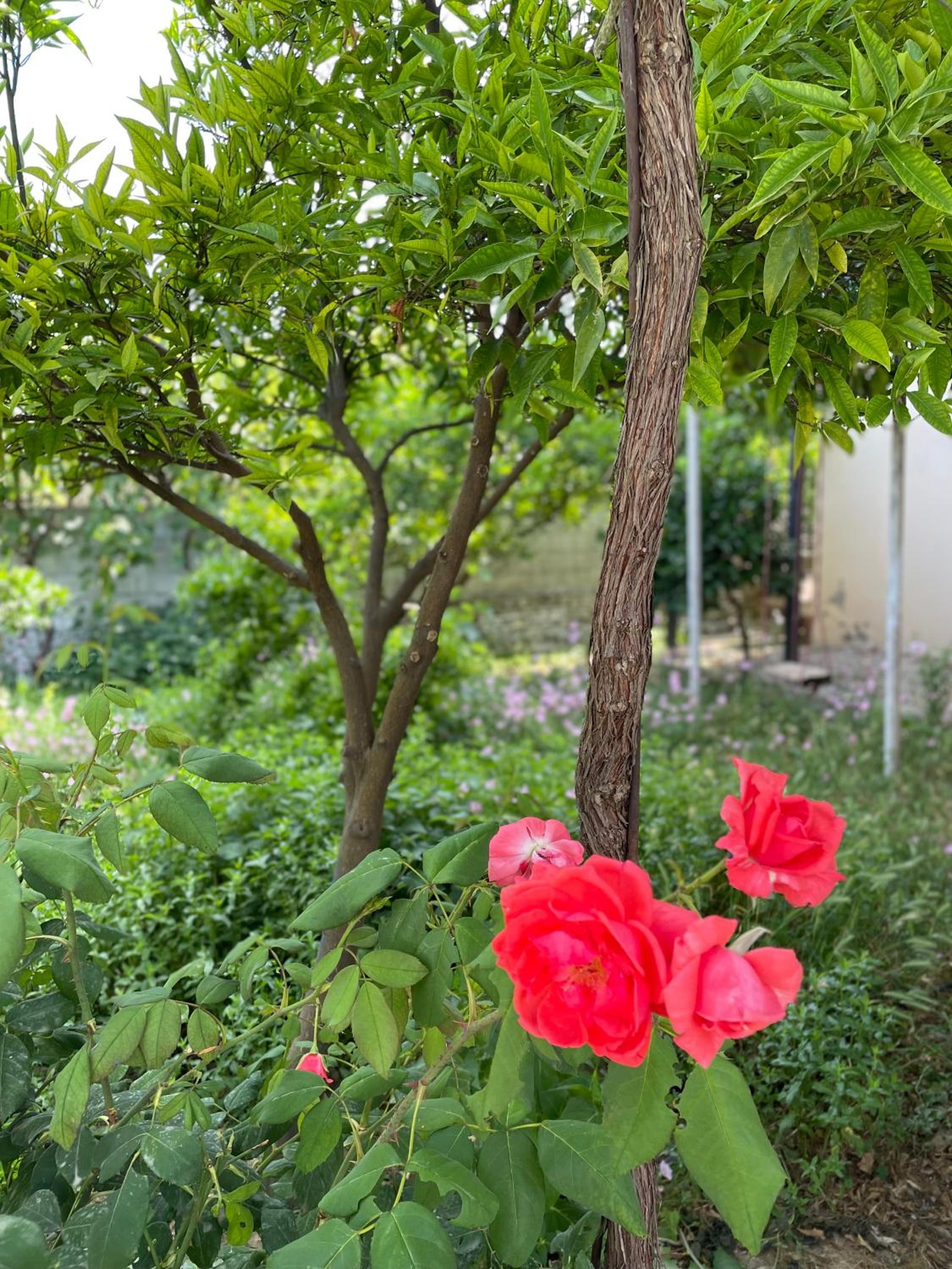 Guest house Luli Strumi