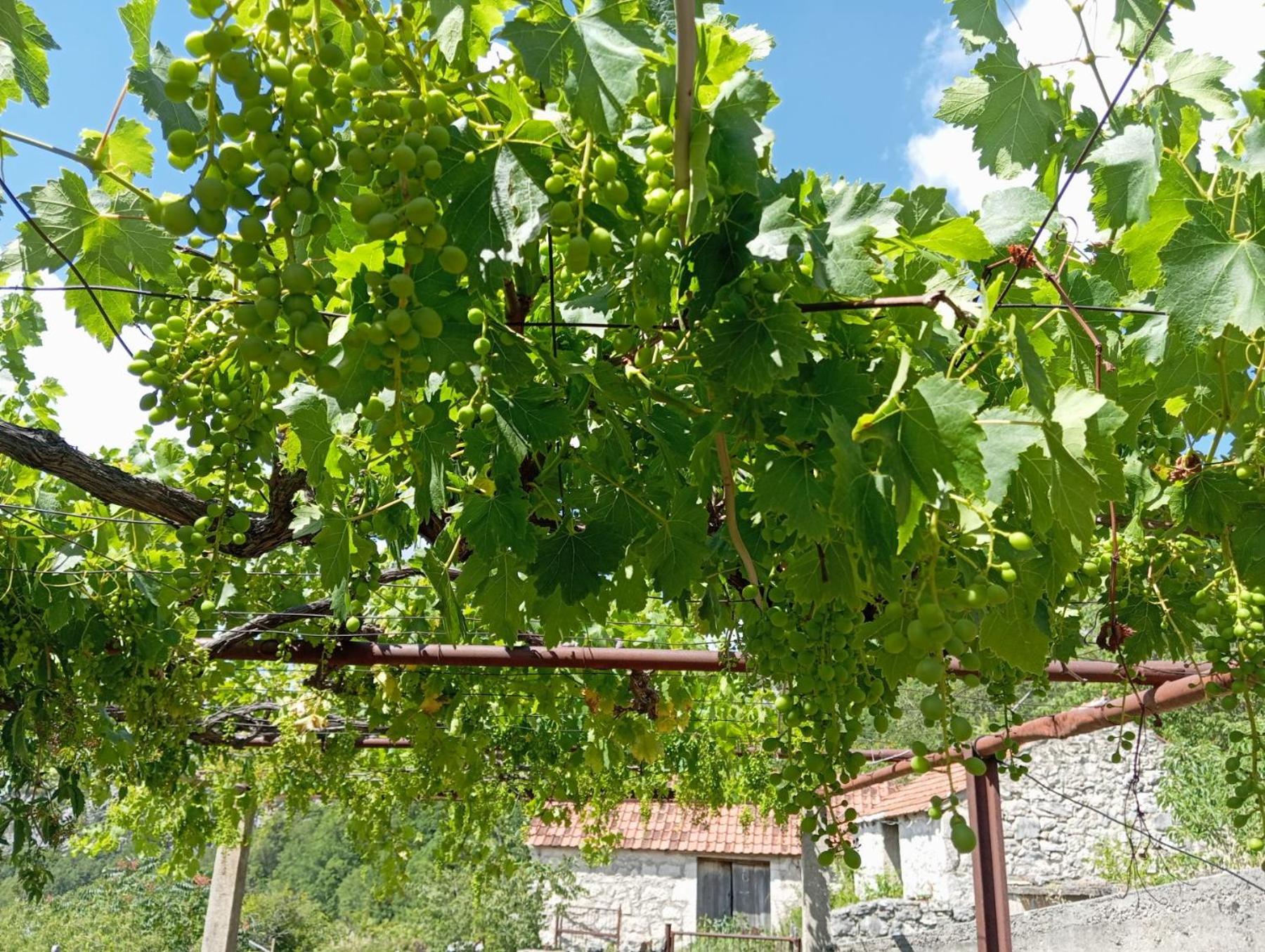 Rustic house Hutovo Blato