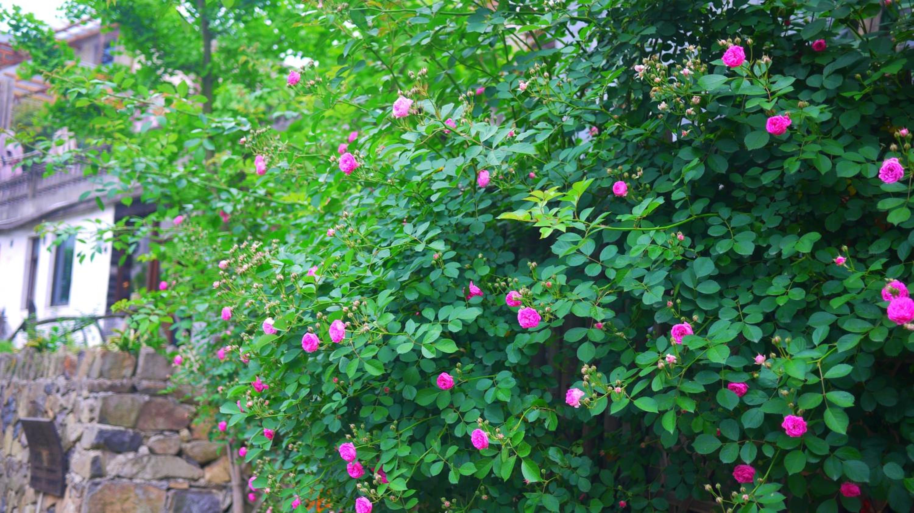 Moganshan Bamboo View Guesthouse