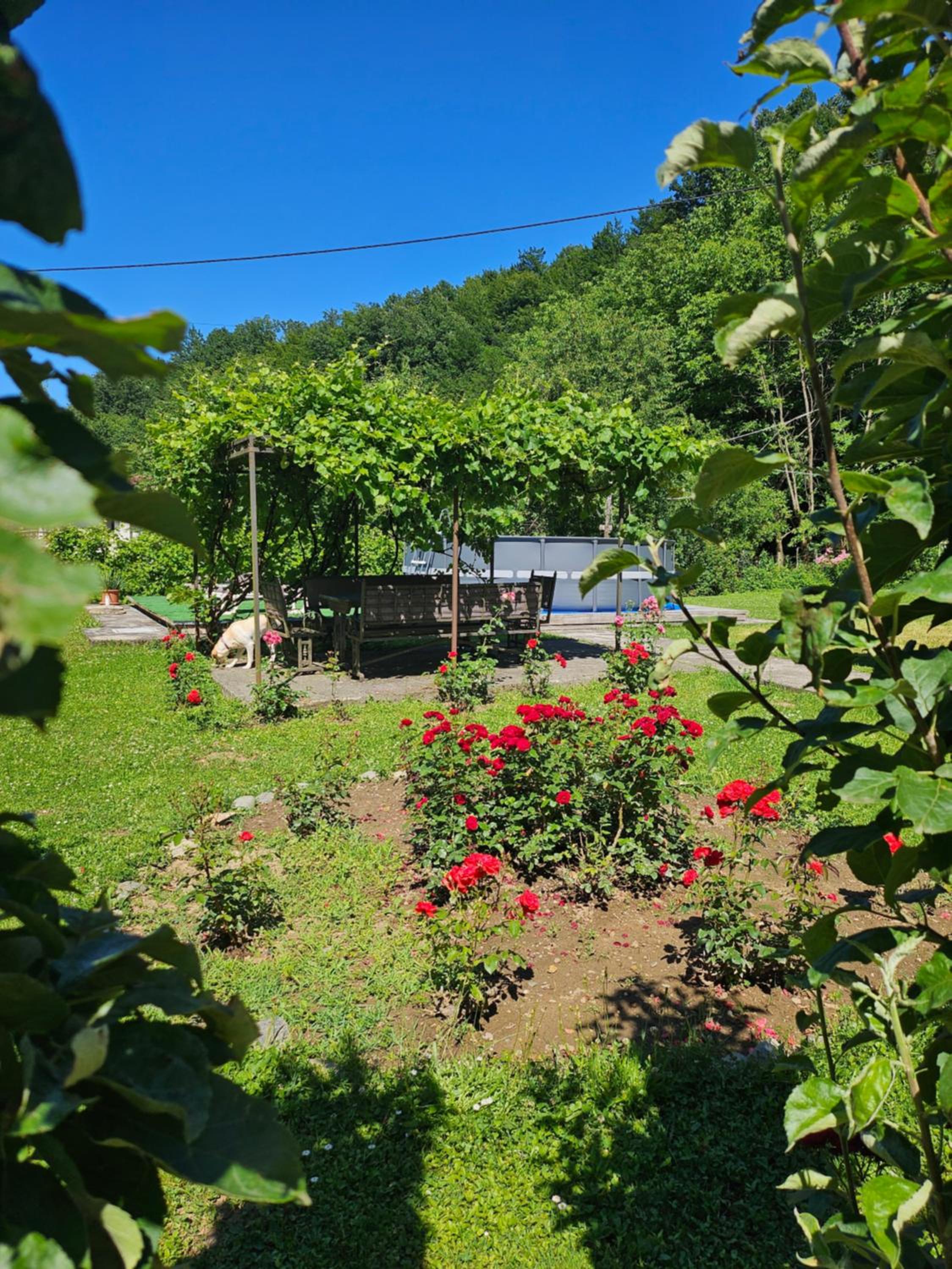 Vitez Koja