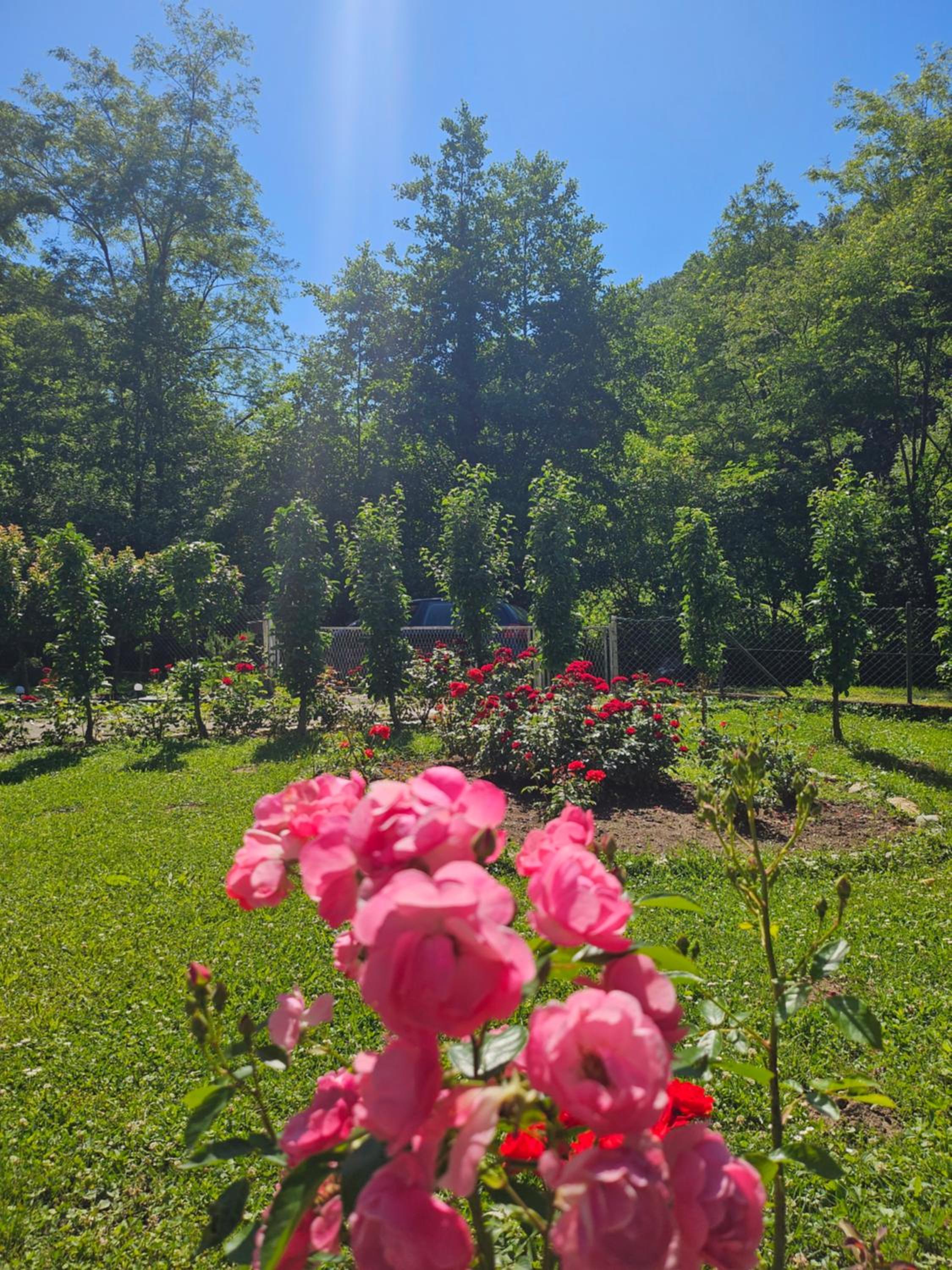 Vitez Koja
