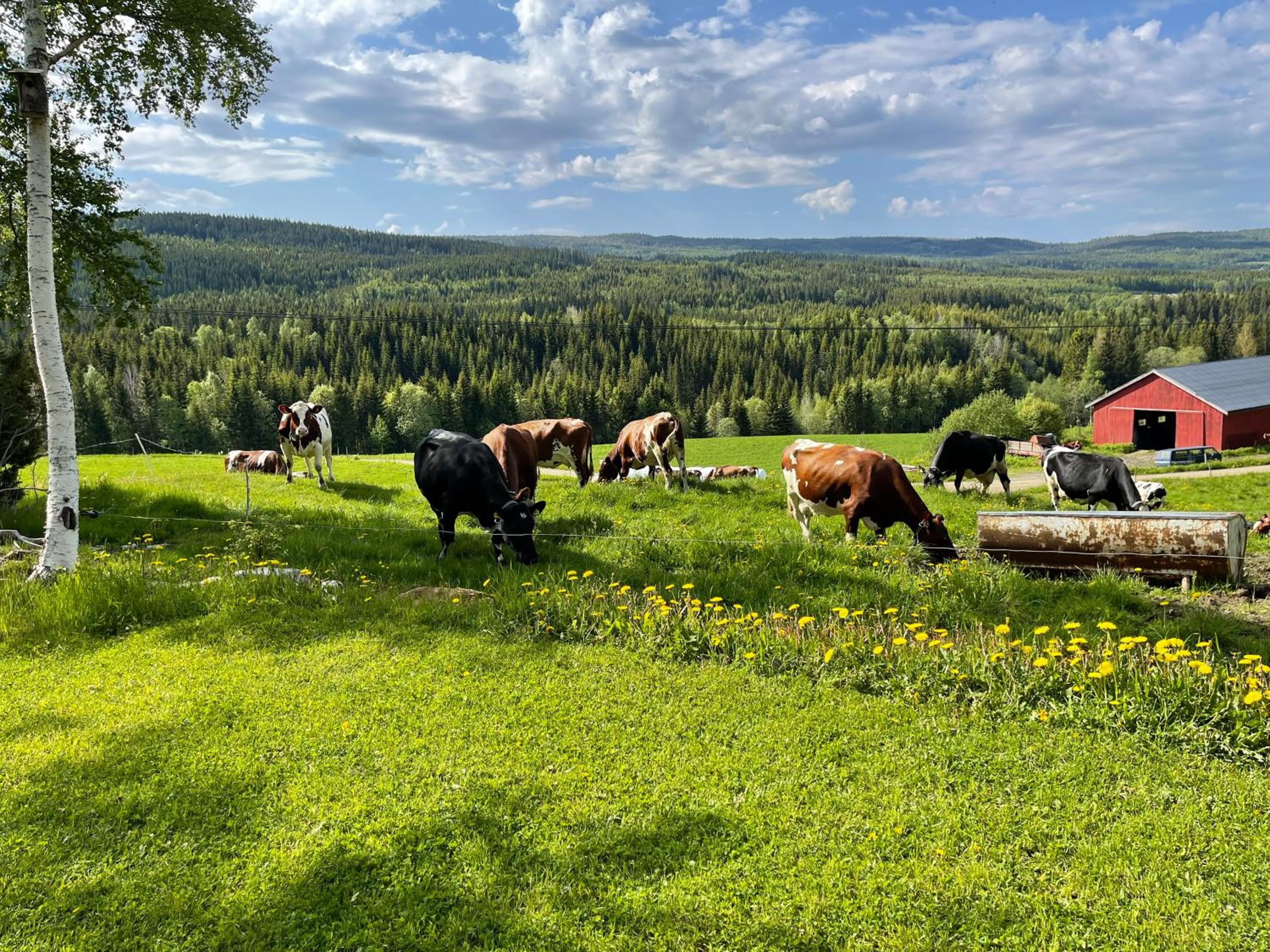 Smedja overnatting og ysteri view 4