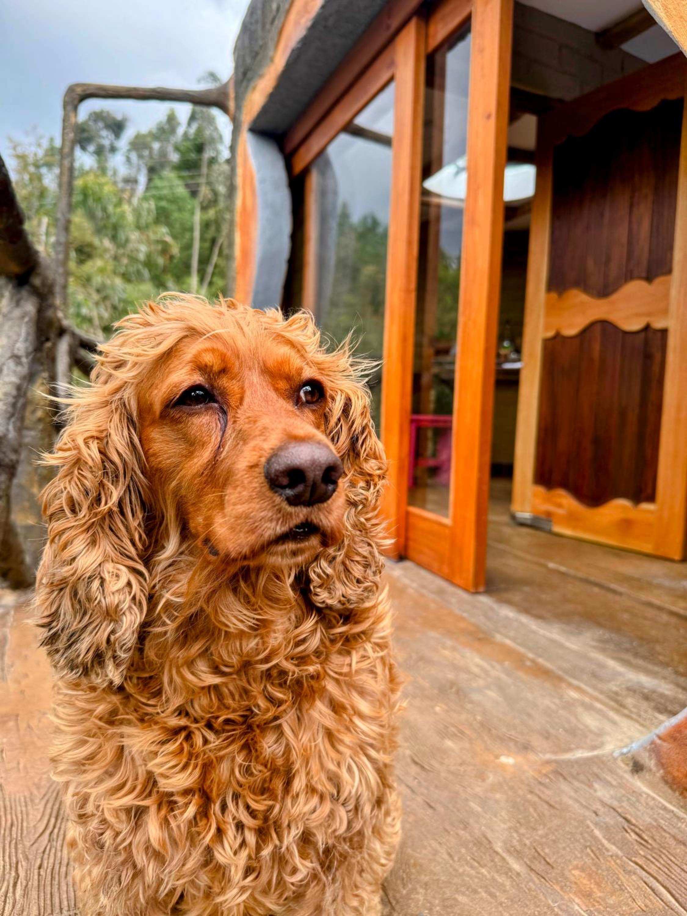 De Los Angeles Glamping