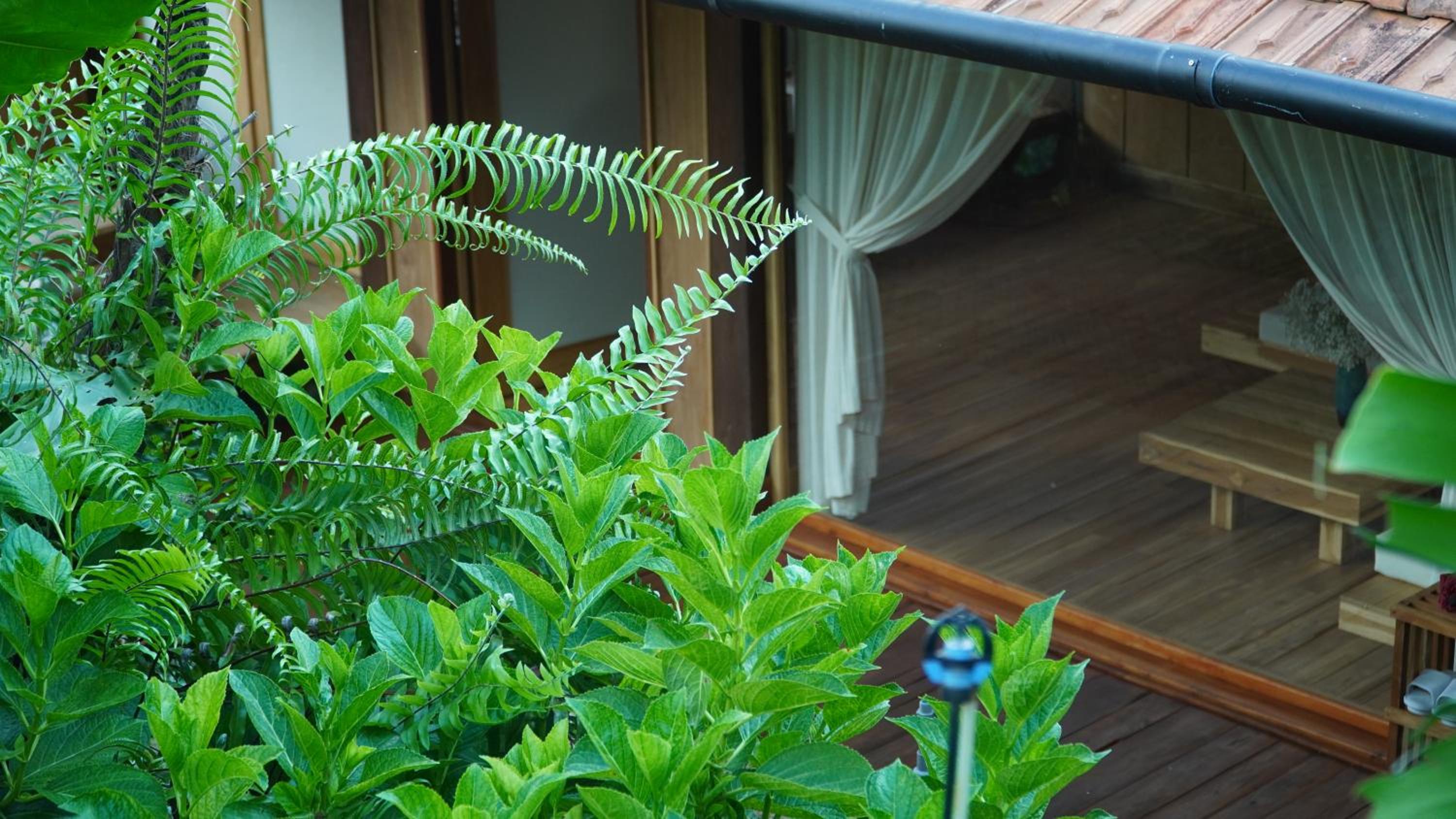 Harmony Botanical Garden Stay - 300 Plant Species, Natural Stream and Small Pool