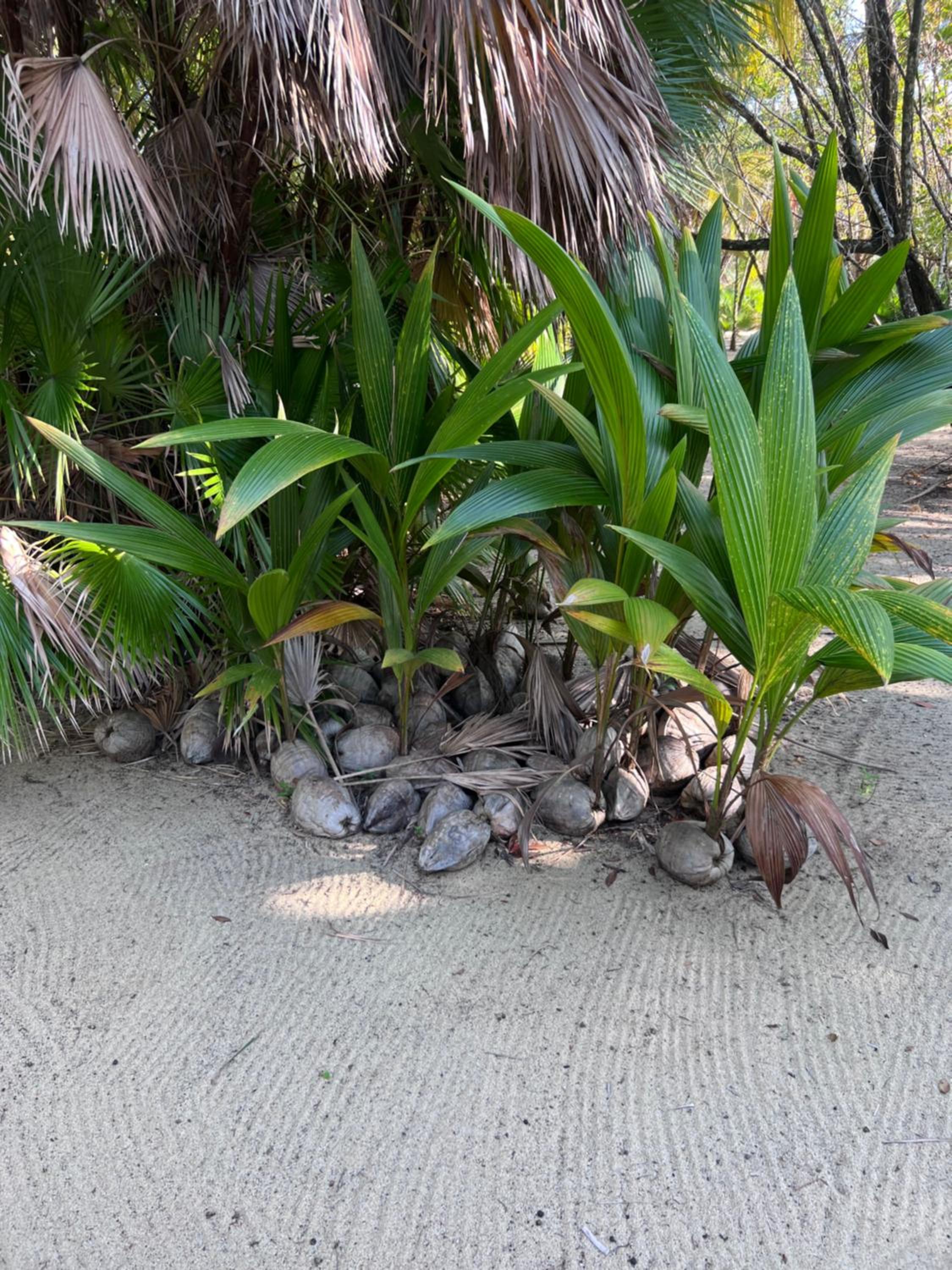 Sabal Beach