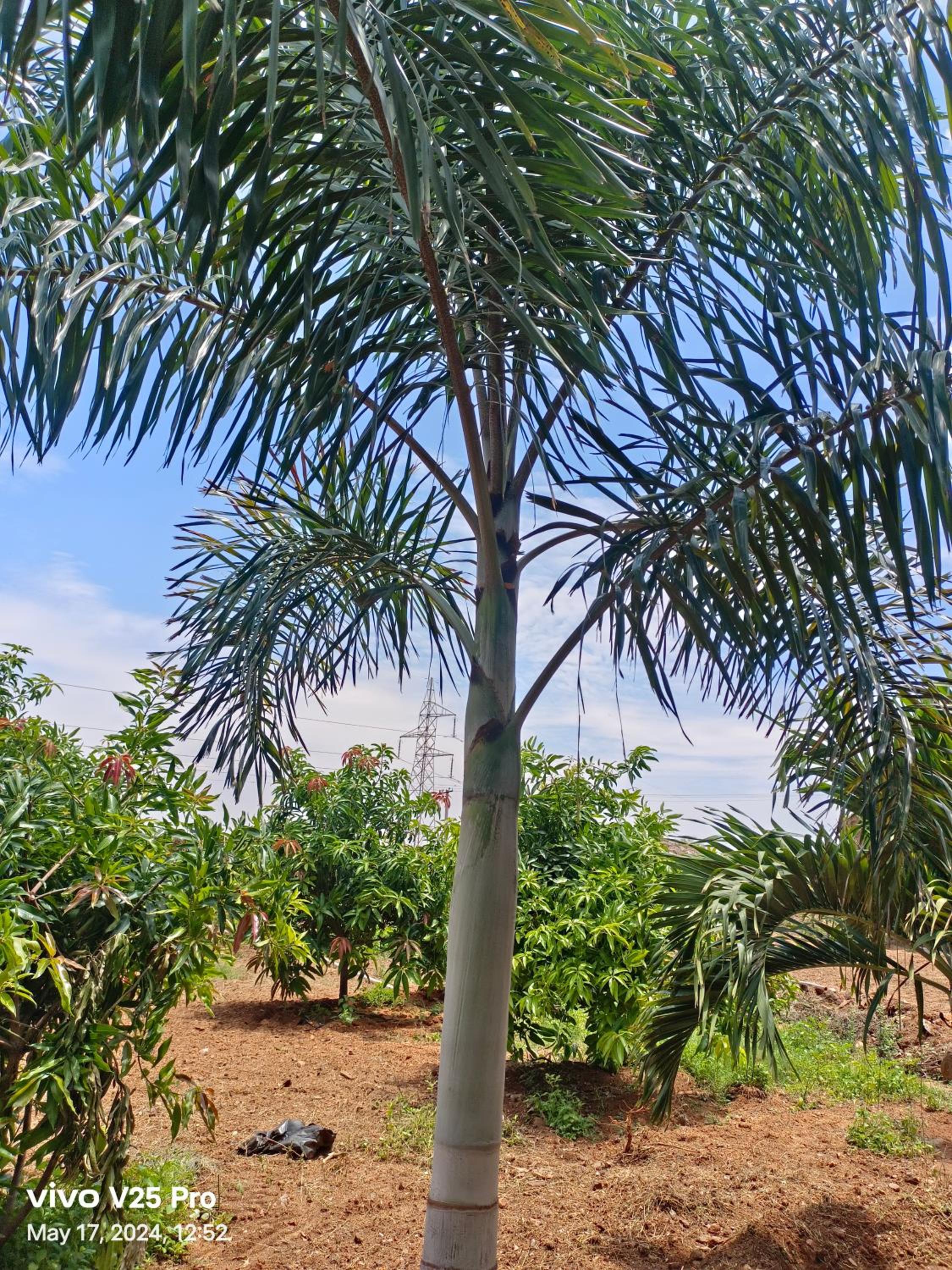 Saanvi Farmhouse