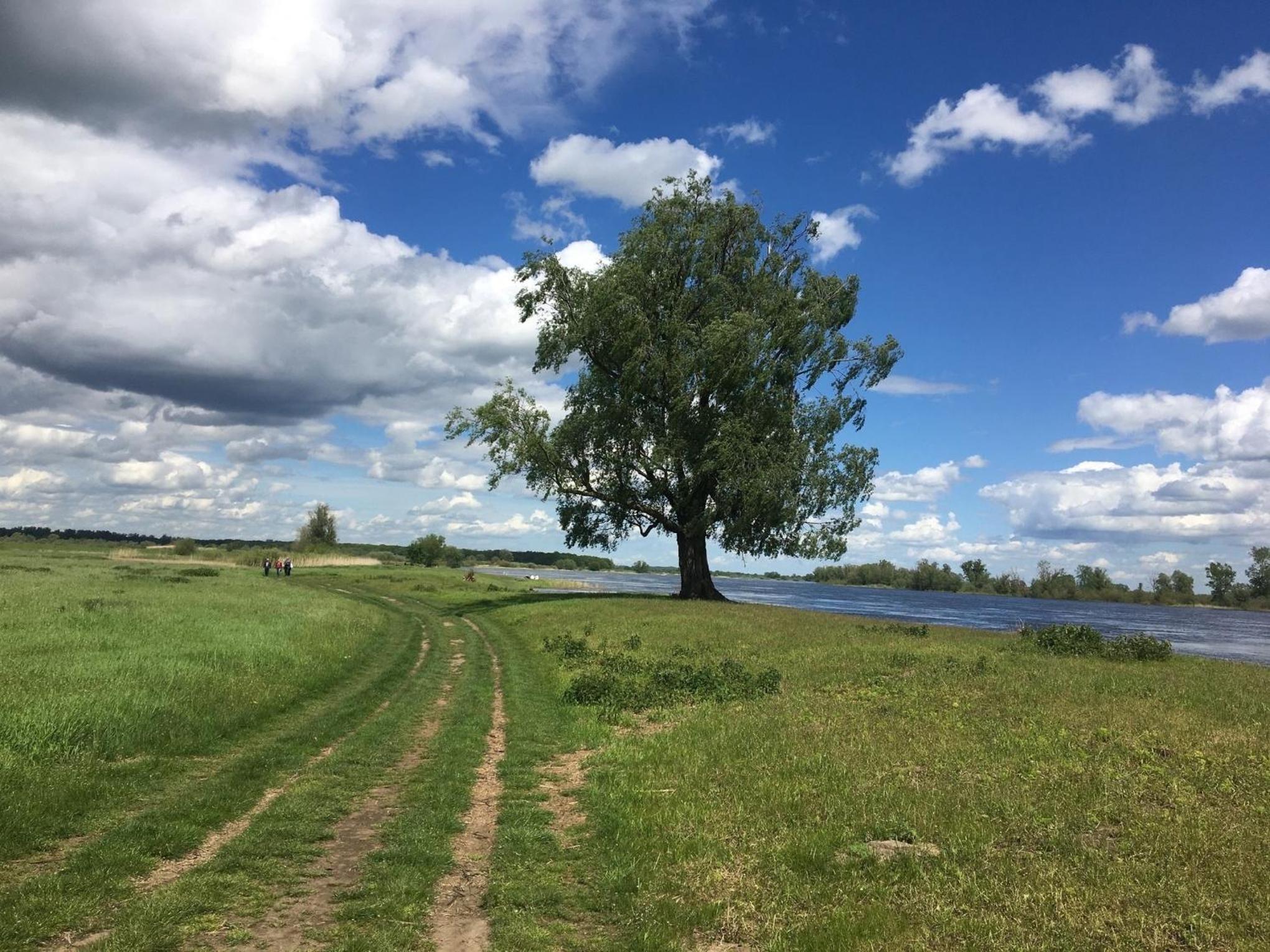 104-Tinyhouse mit Wiesenblick