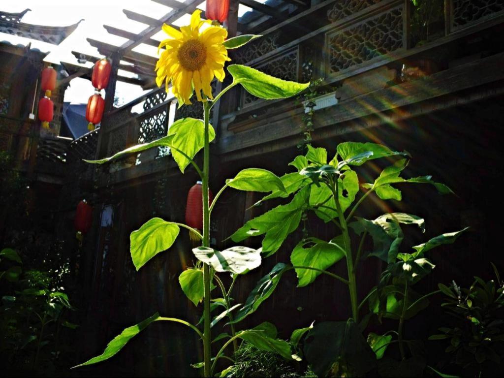 Lijiang Baisha Holiday Resort