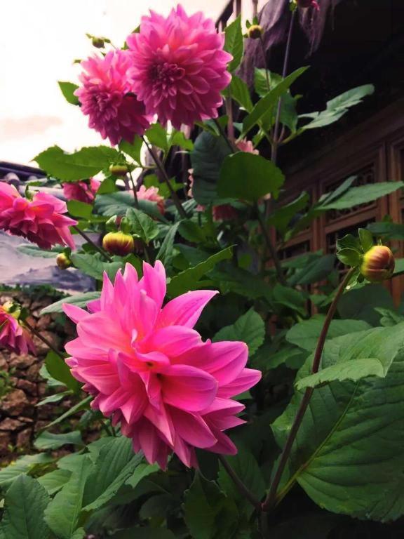 Lijiang Baisha Holiday Resort