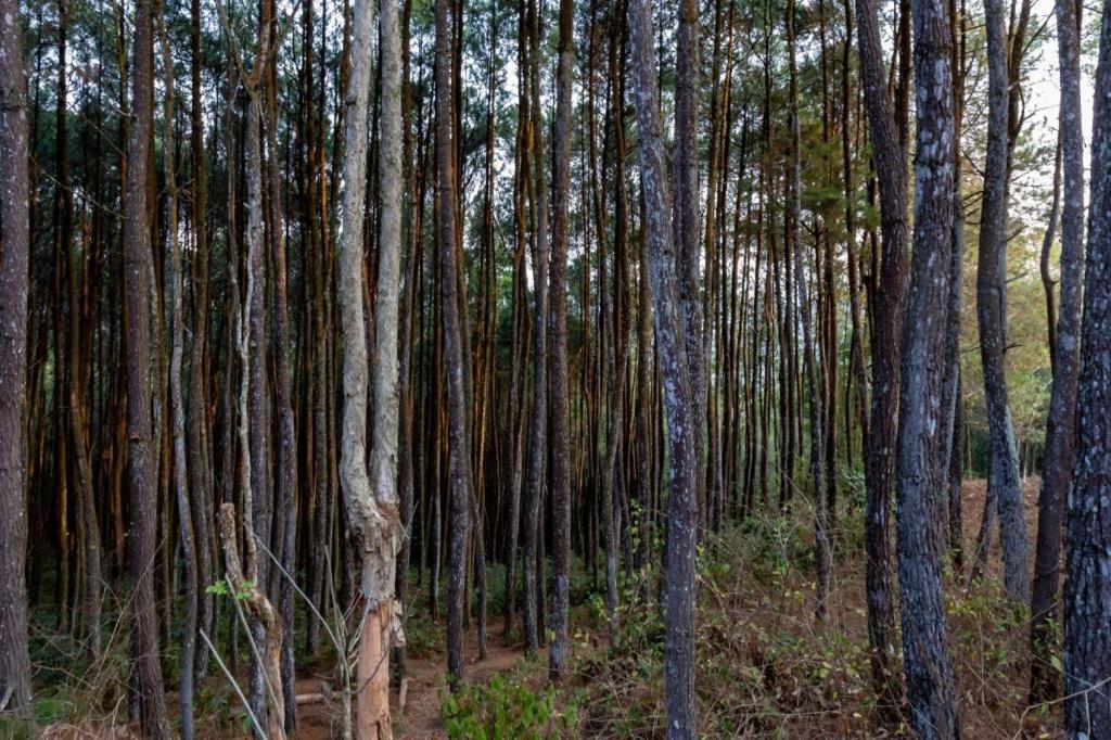Bukit Lintang Sewu Domping view 5