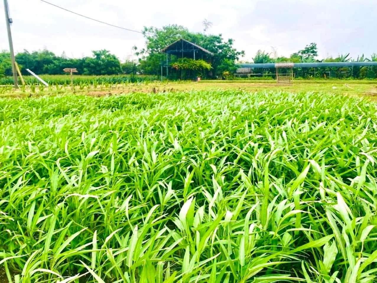 Thanh Chiêm Village