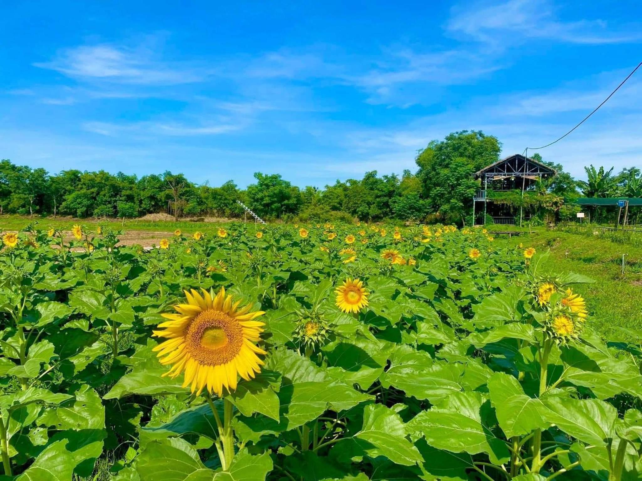 Thanh Chiêm Village