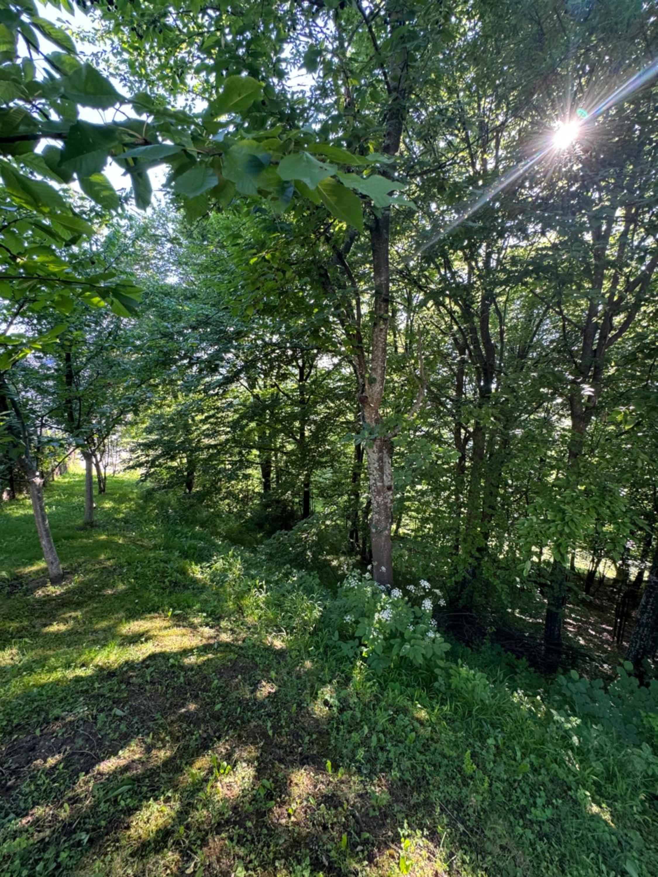 Villa RELAX Miševići