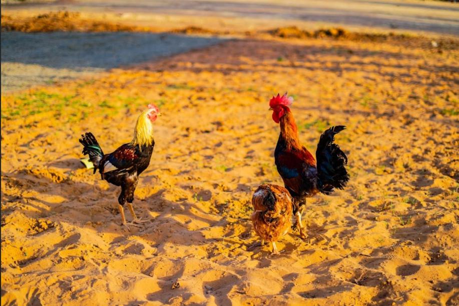 Jawai Sanderao Farms