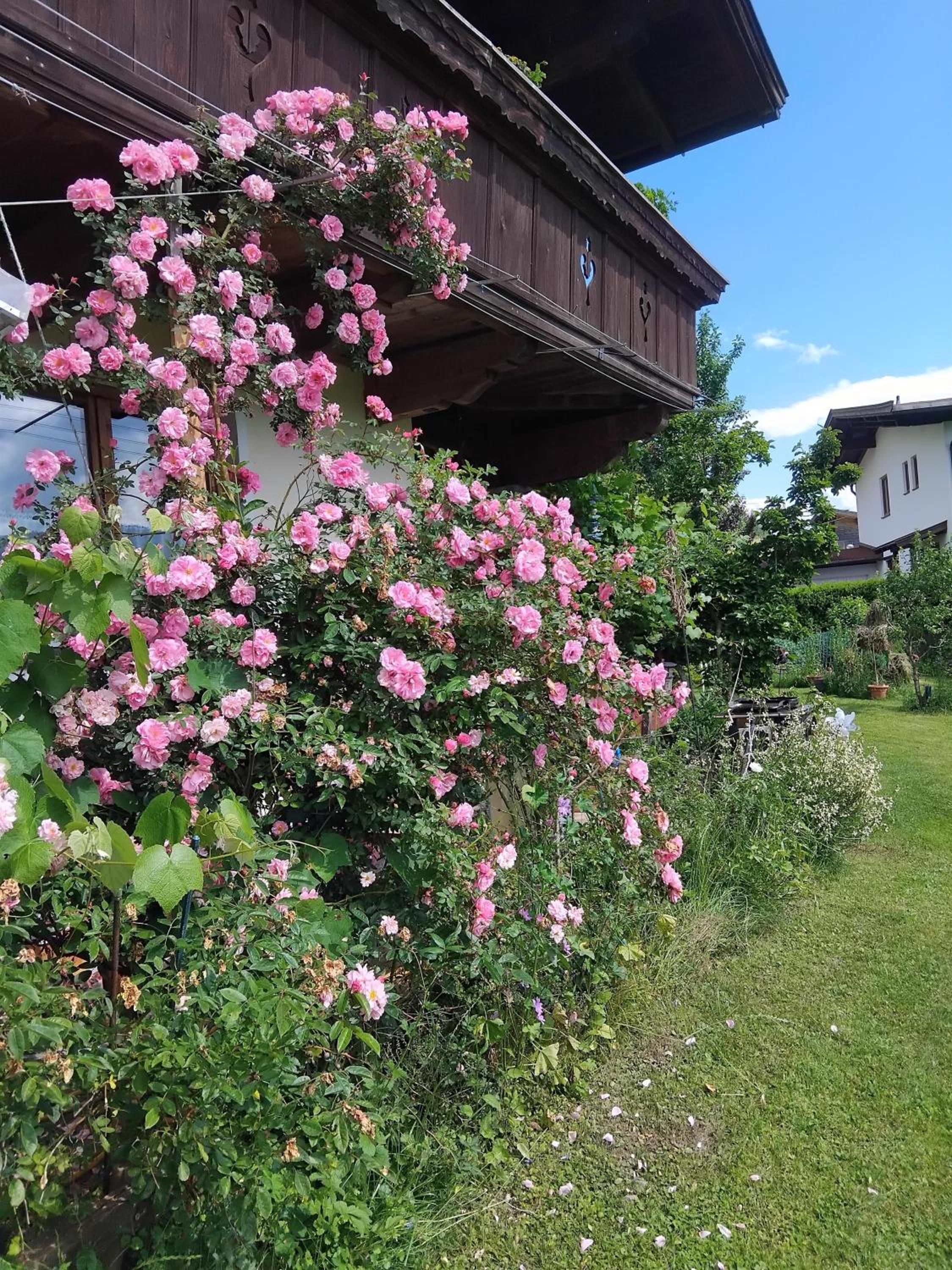 Fuchs Alm