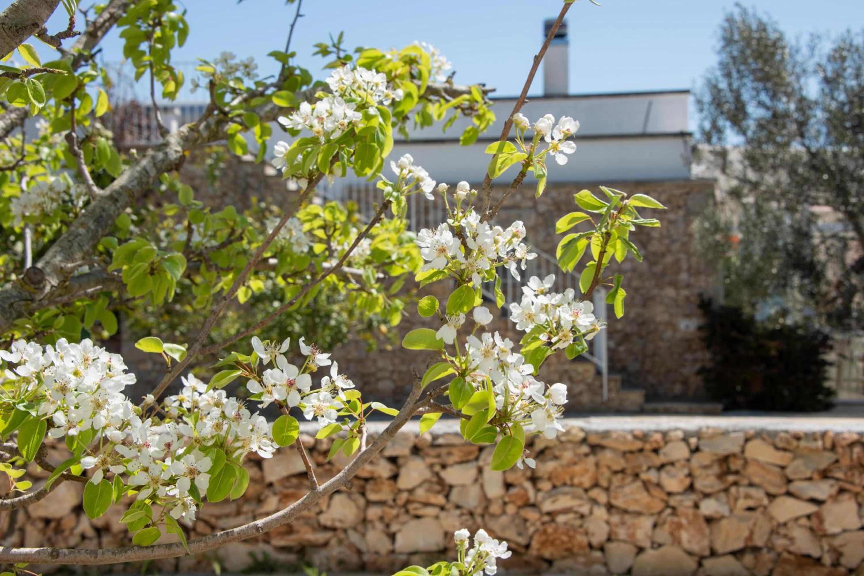 Masseria Agriturismo Faresalento