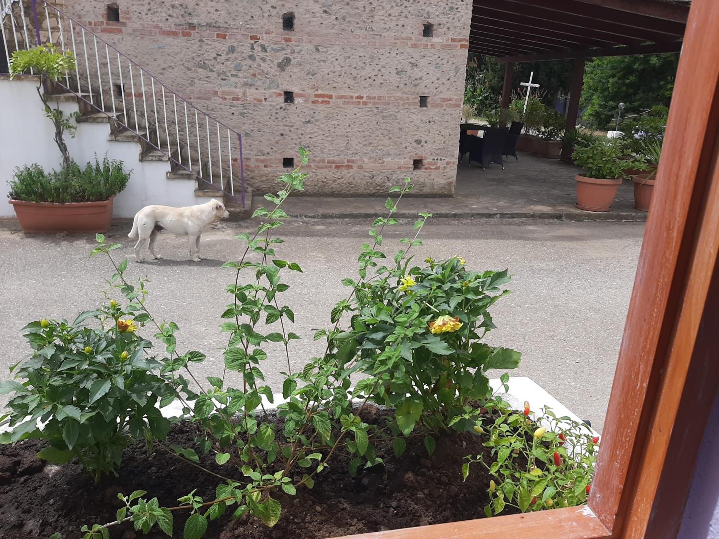 Azienda Agricola Neocastrum view 2