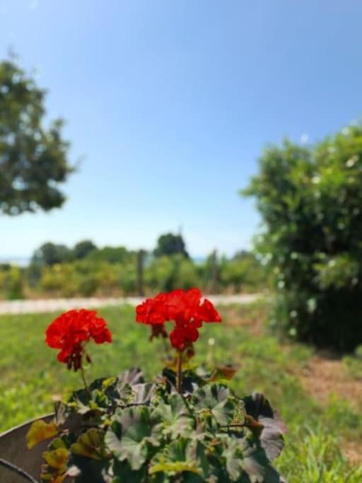 Panorámaház Lovason
