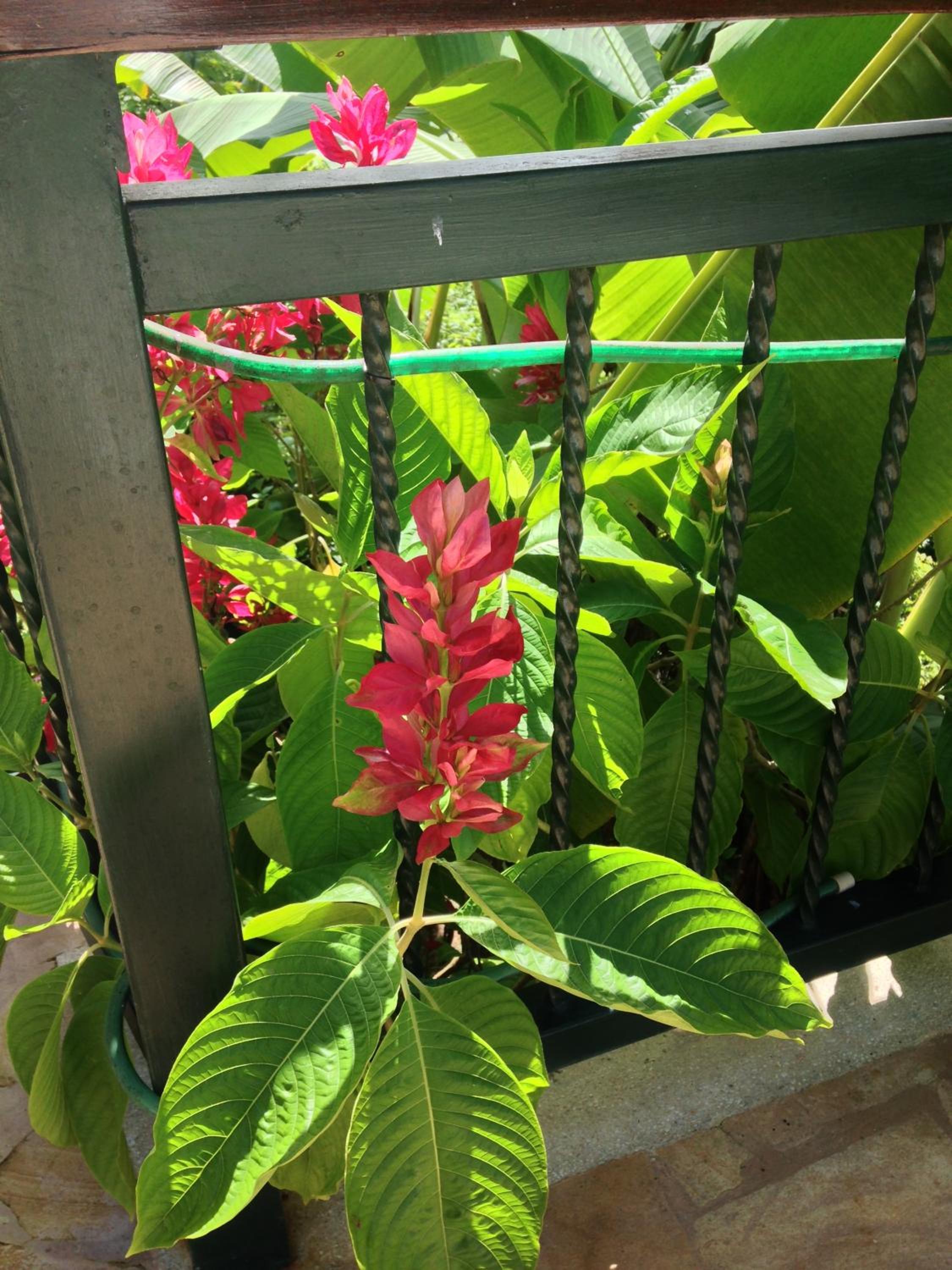 Villa Mango B&B