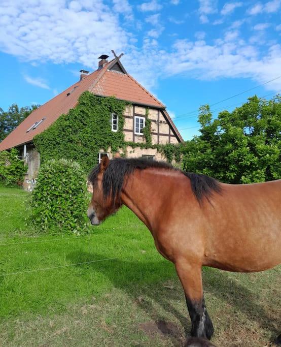 FeWo Mecklenburgische Schweiz