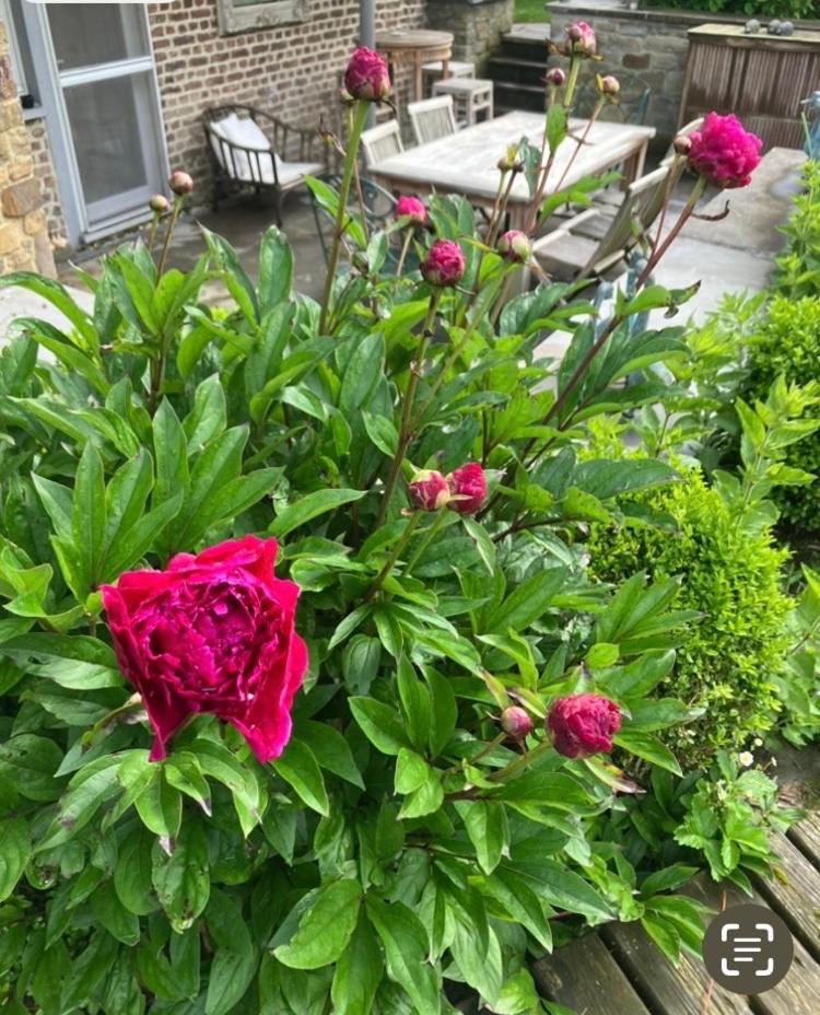 Maison et son jardin situés dans le Condroz