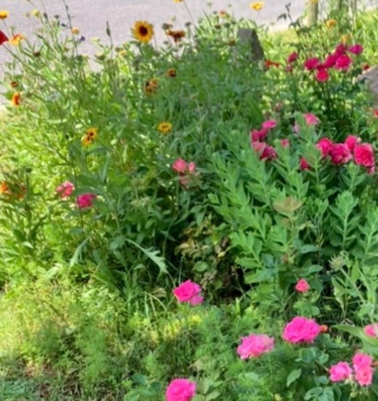 Maison et son jardin situés dans le Condroz