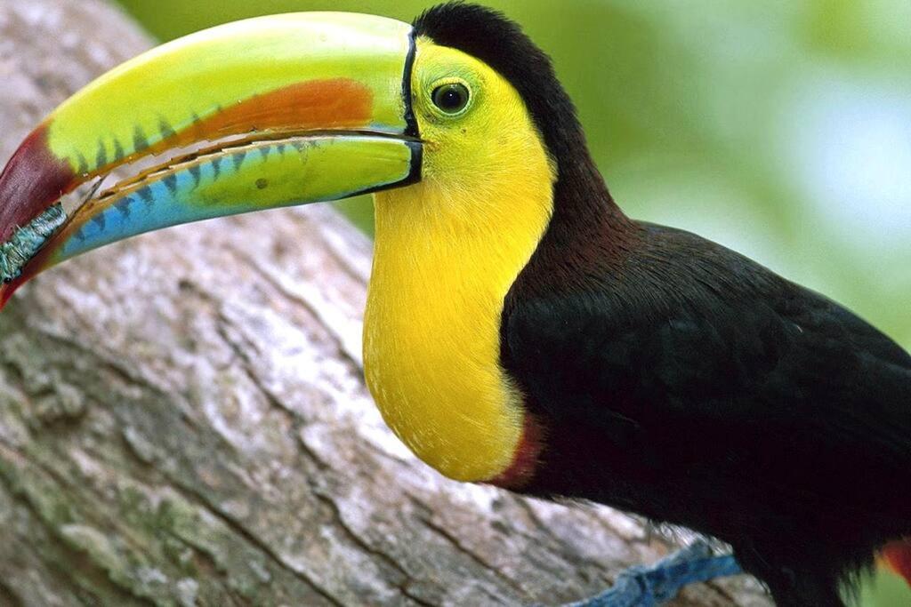 Cabaña Los Guarumos