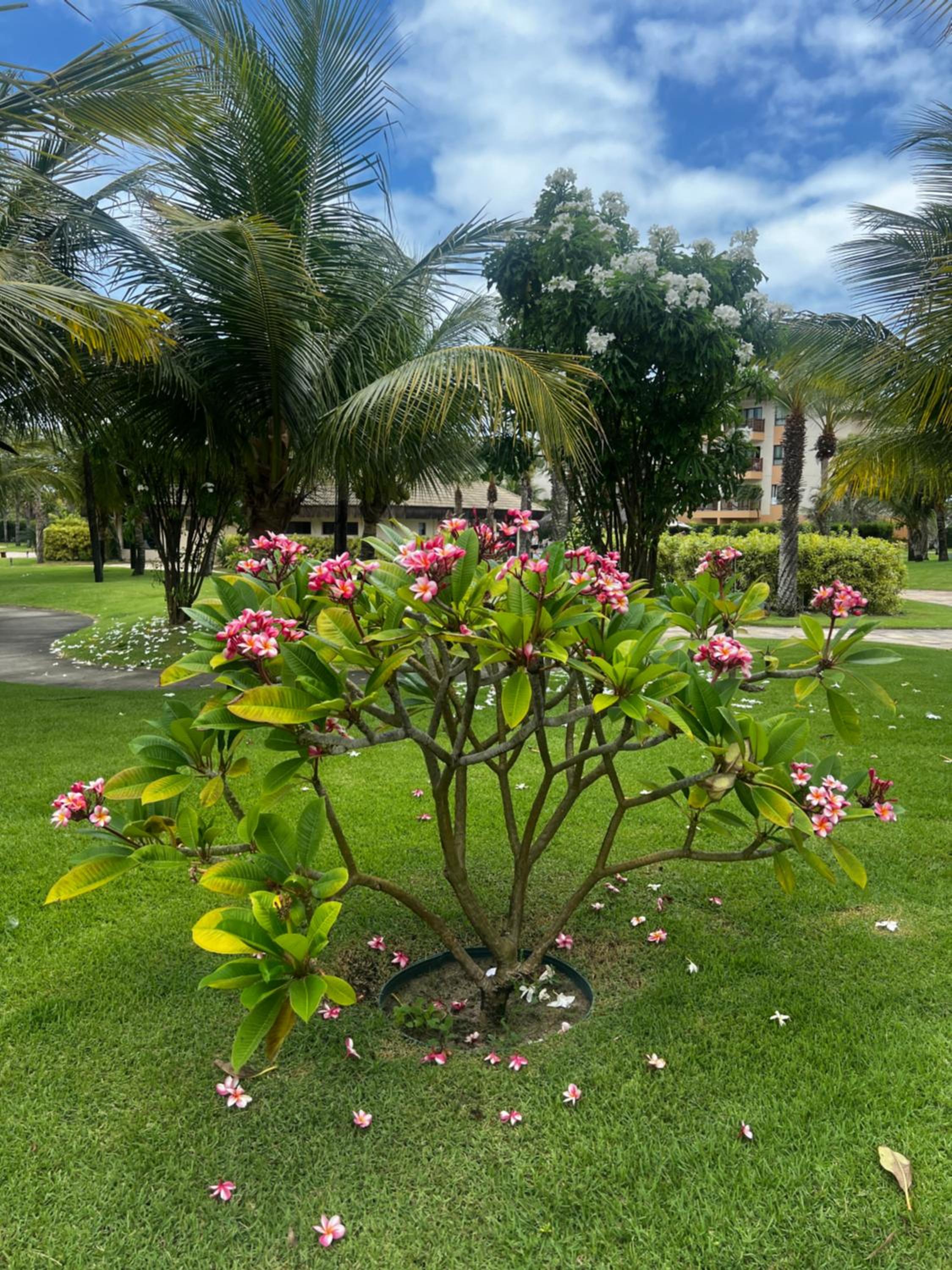 Paraíso