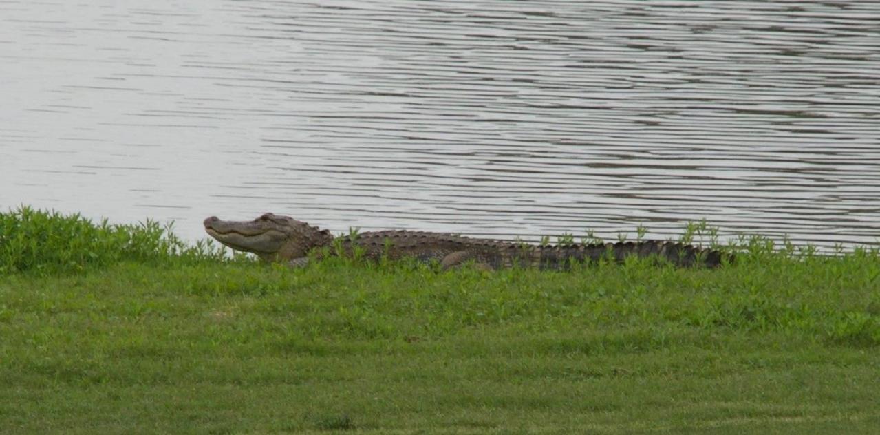 Lake Jovita Golf Villa #9 view 4