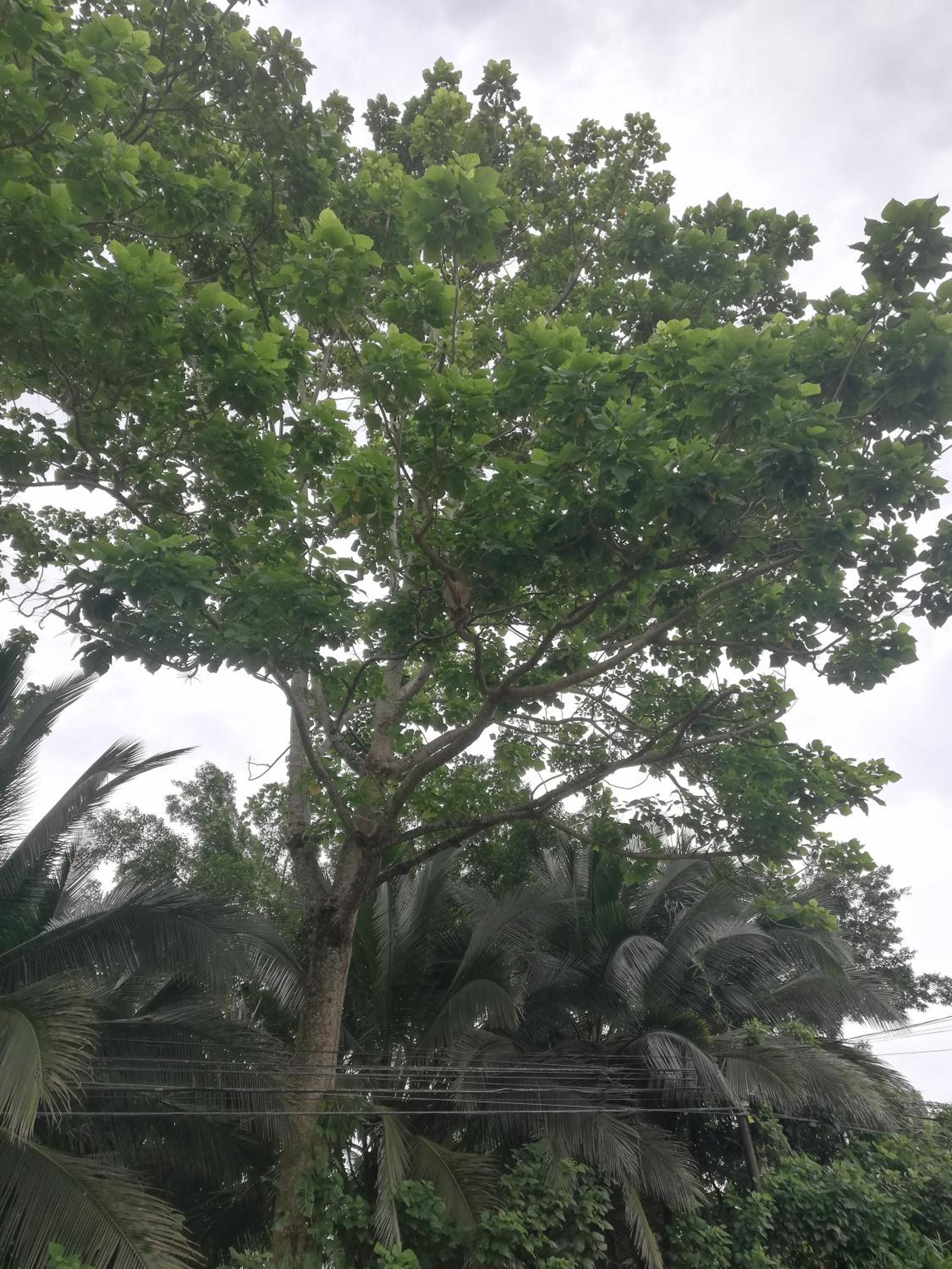 Paraíso Verde