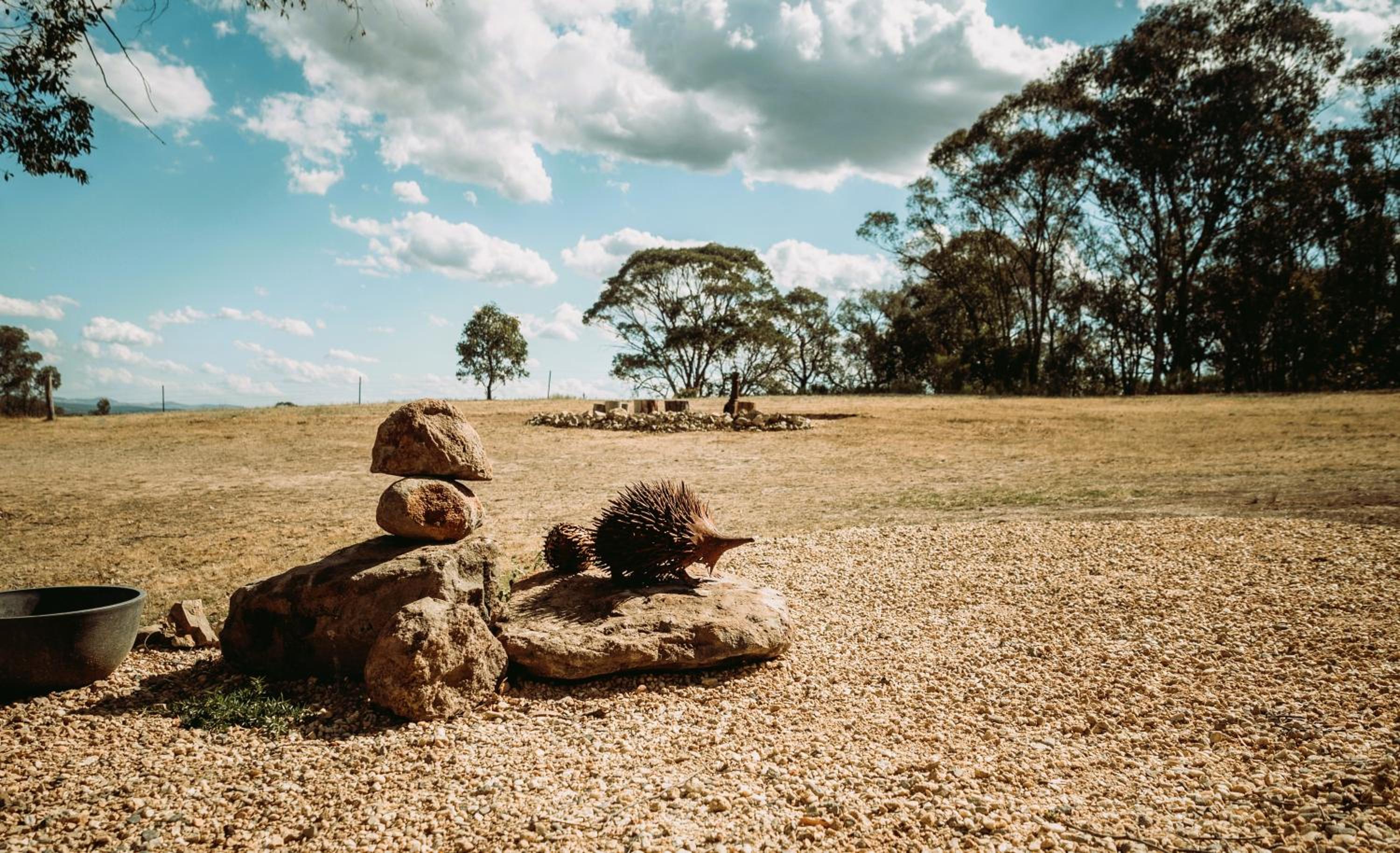the YellowBoxWood Heathcote - Echidna Ridge and Emu Valley Tents x 2