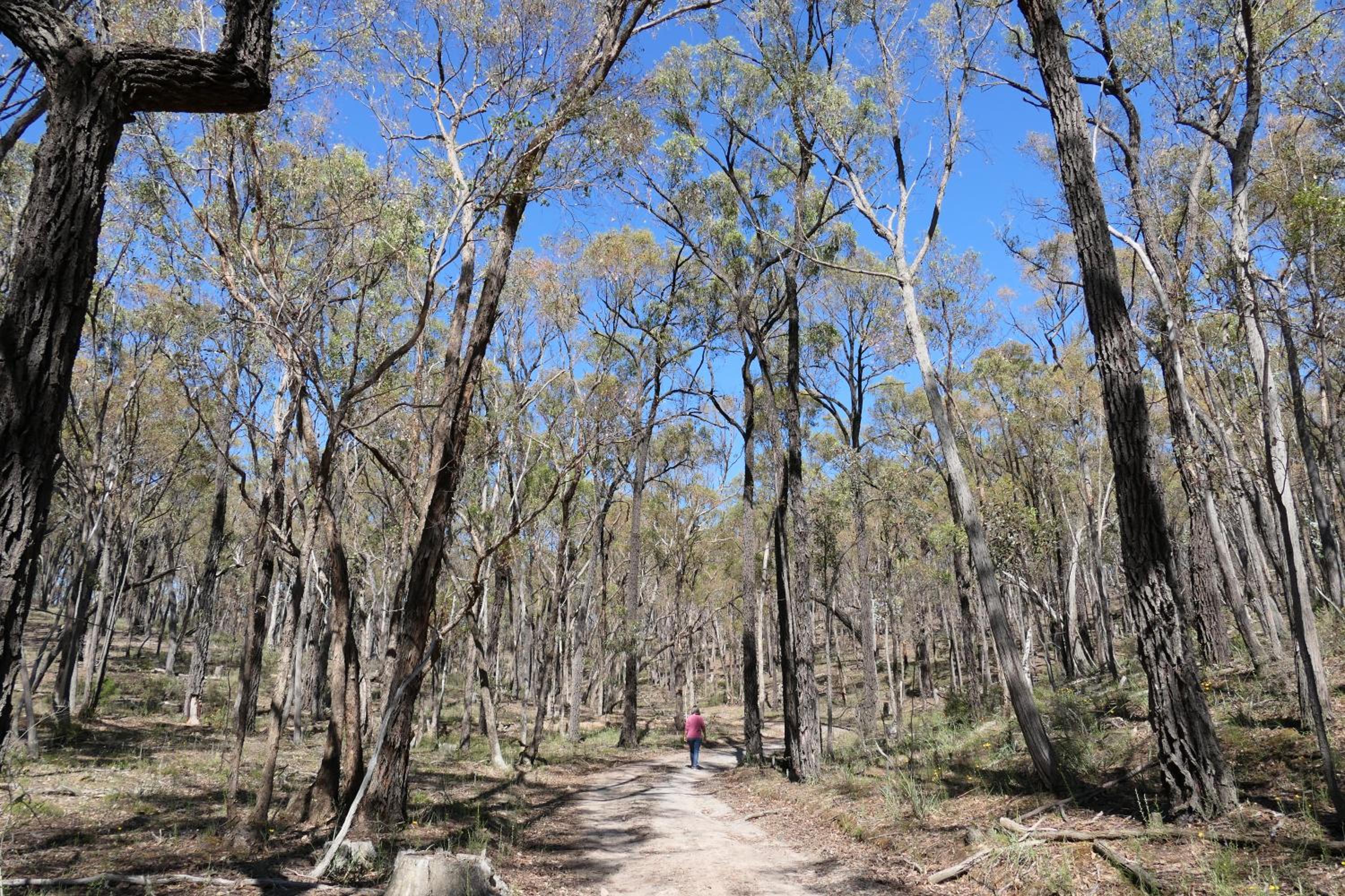 the YellowBoxWood Heathcote - Echidna Ridge and Emu Valley Tents x 2