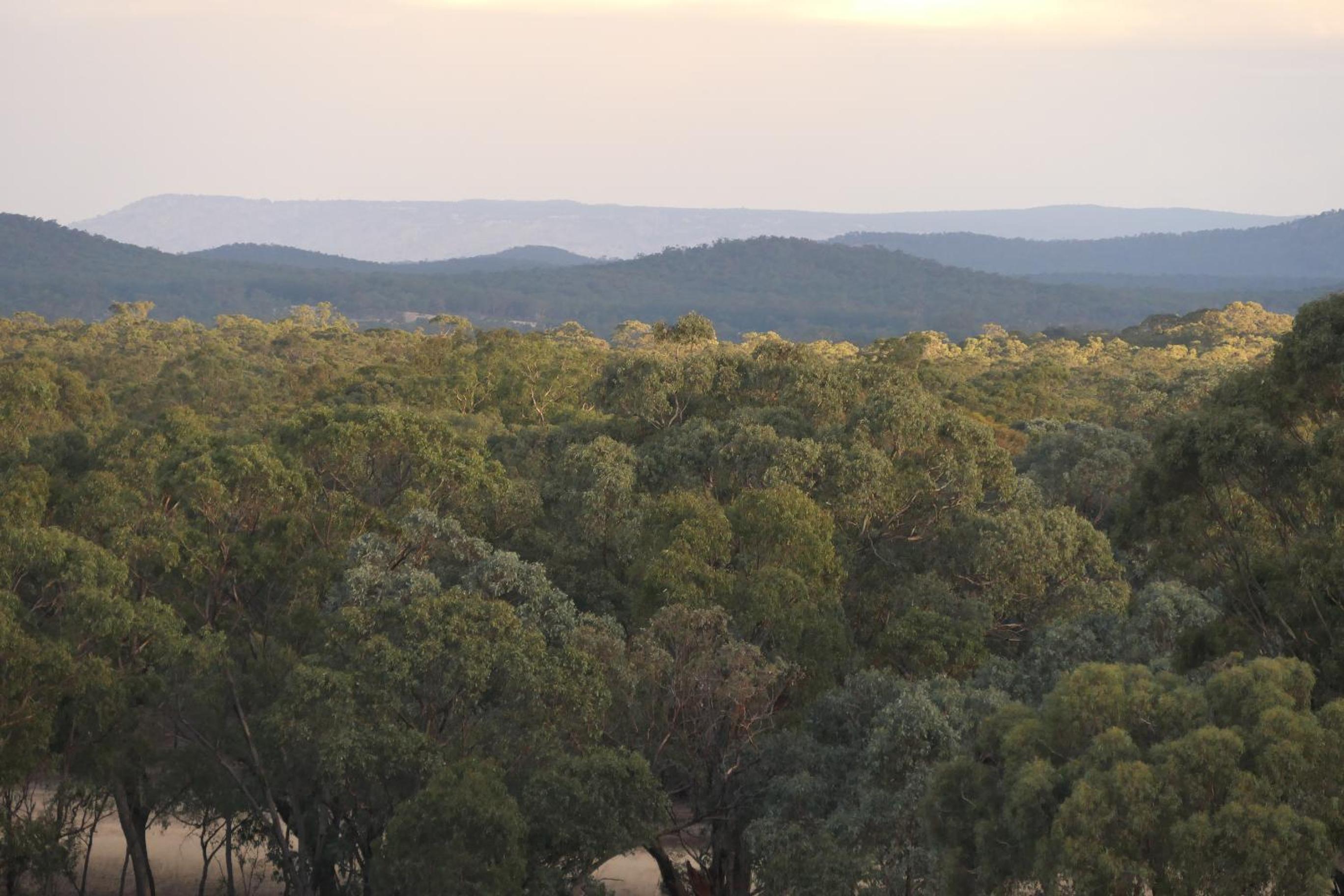 the YellowBoxWood Heathcote - Echidna Ridge and Emu Valley Tents x 2