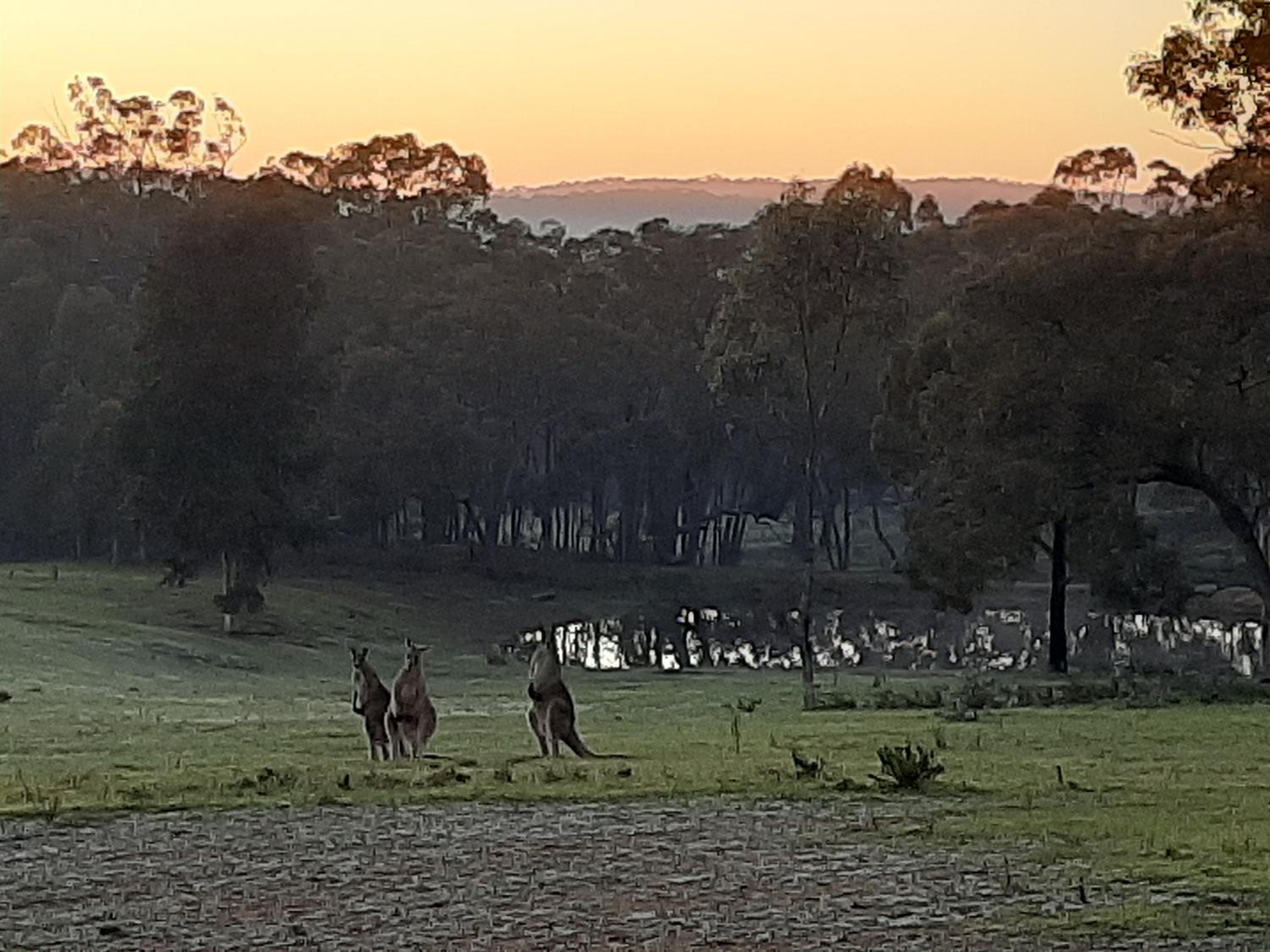 the YellowBoxWood Heathcote - Echidna Ridge and Emu Valley Tents x 2
