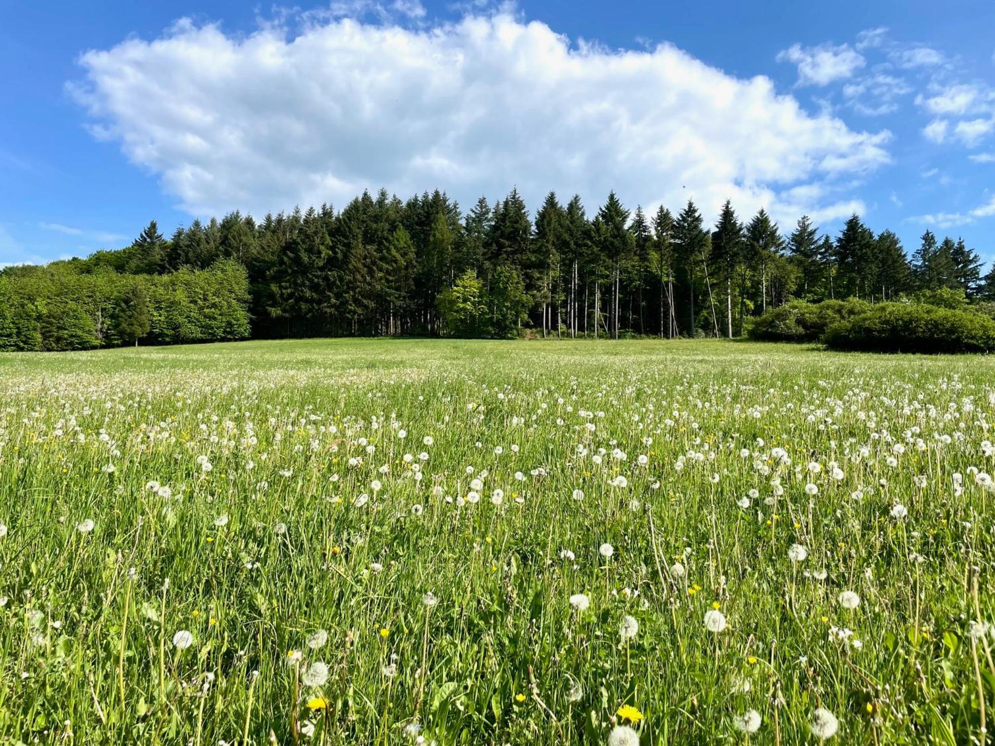Kellerwald