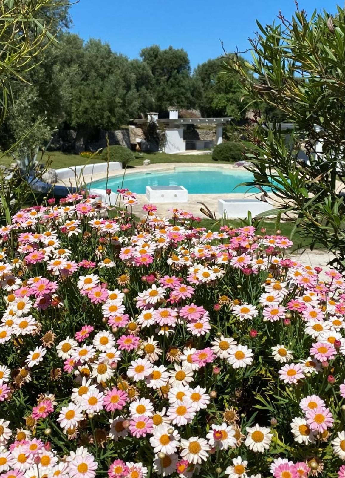 Oasi Rosara, relax in Ostuni view 5