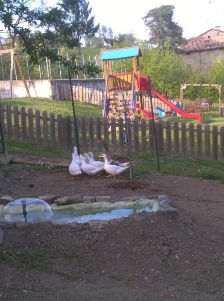 Photo 61
