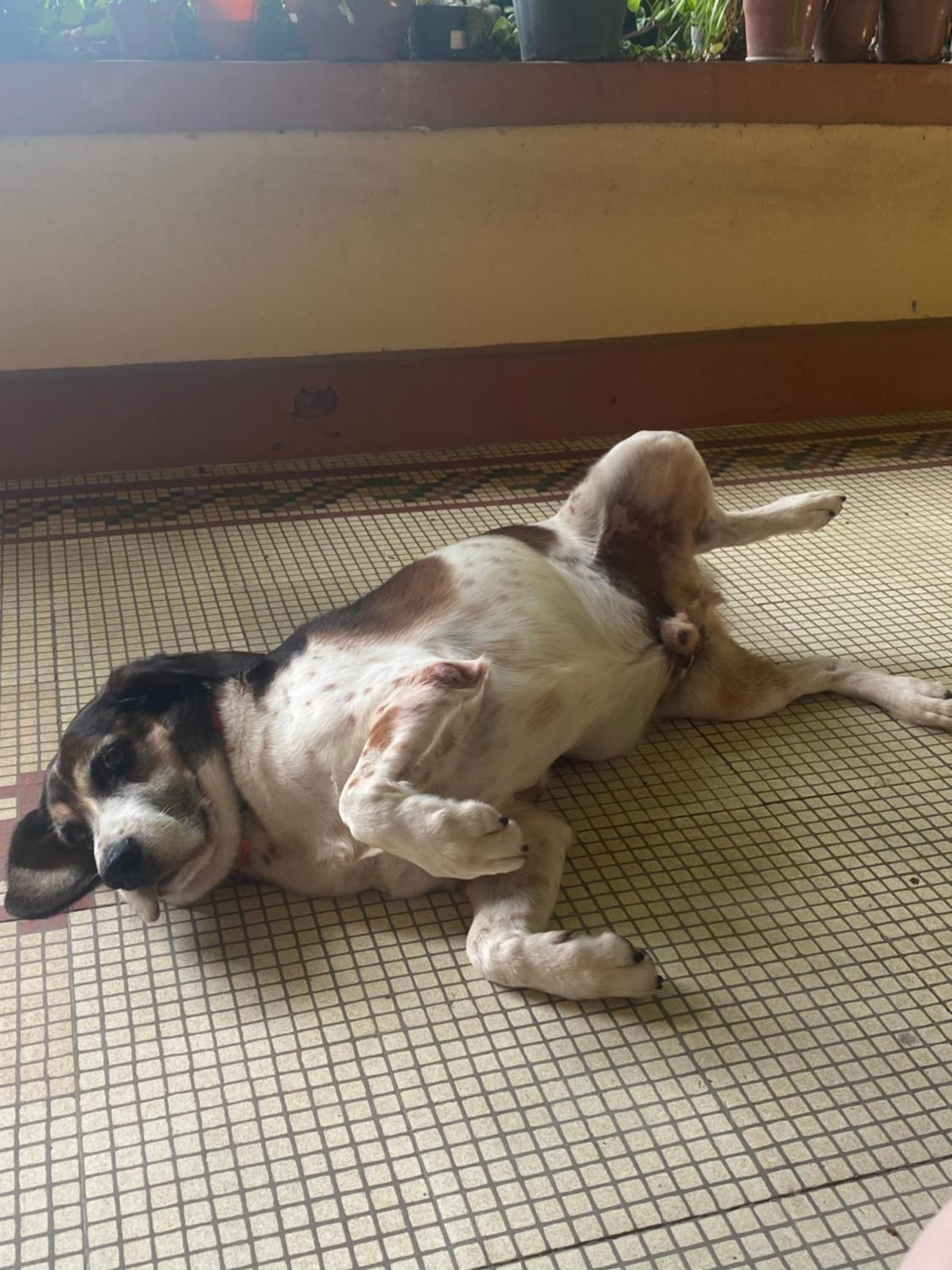 Casa Caminho do Corcovado - Pet friendly