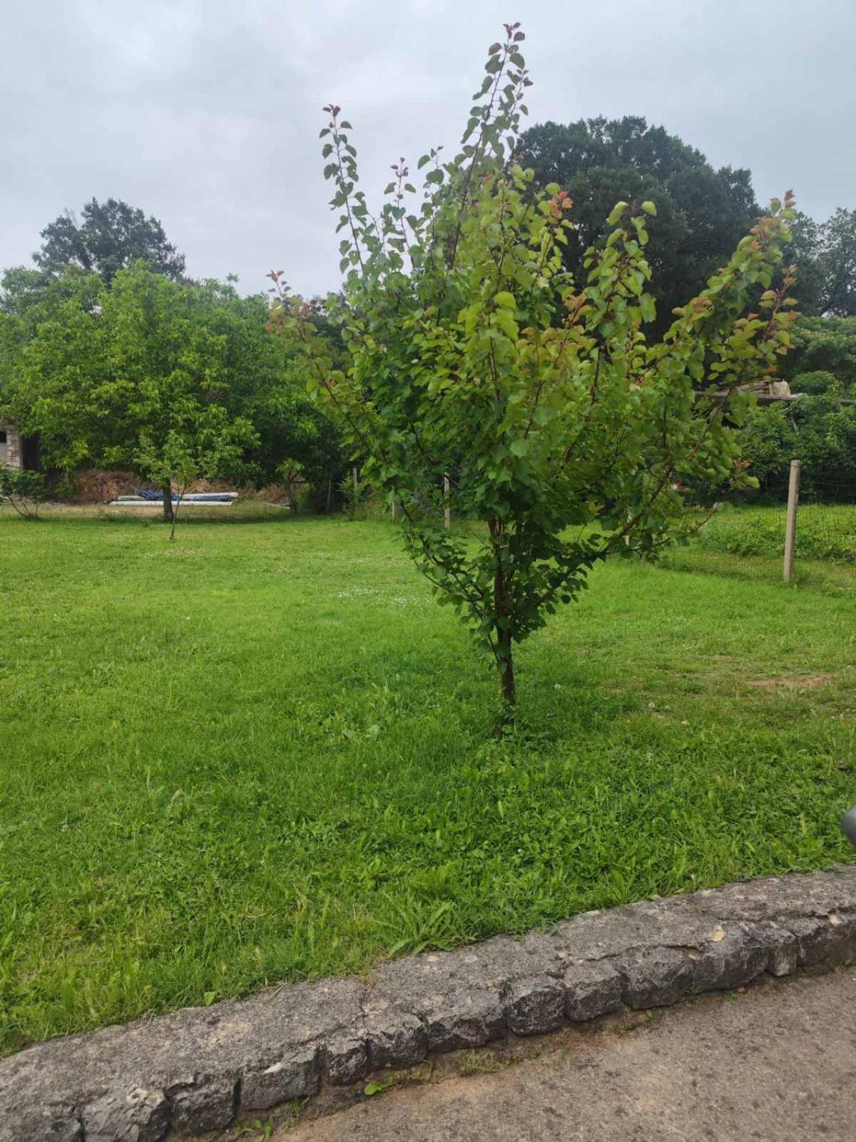 Apartman Obradović
