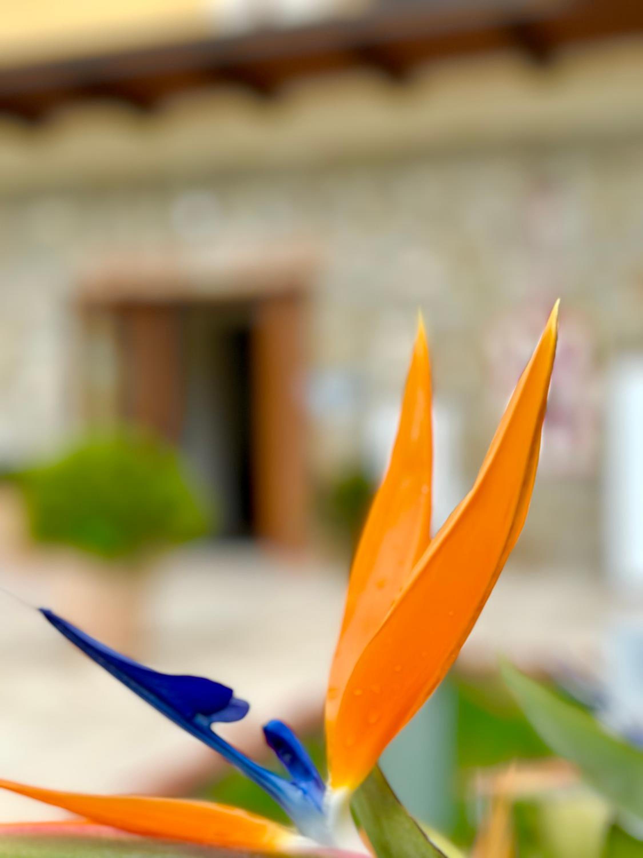 Casale degli Ulivi Resort