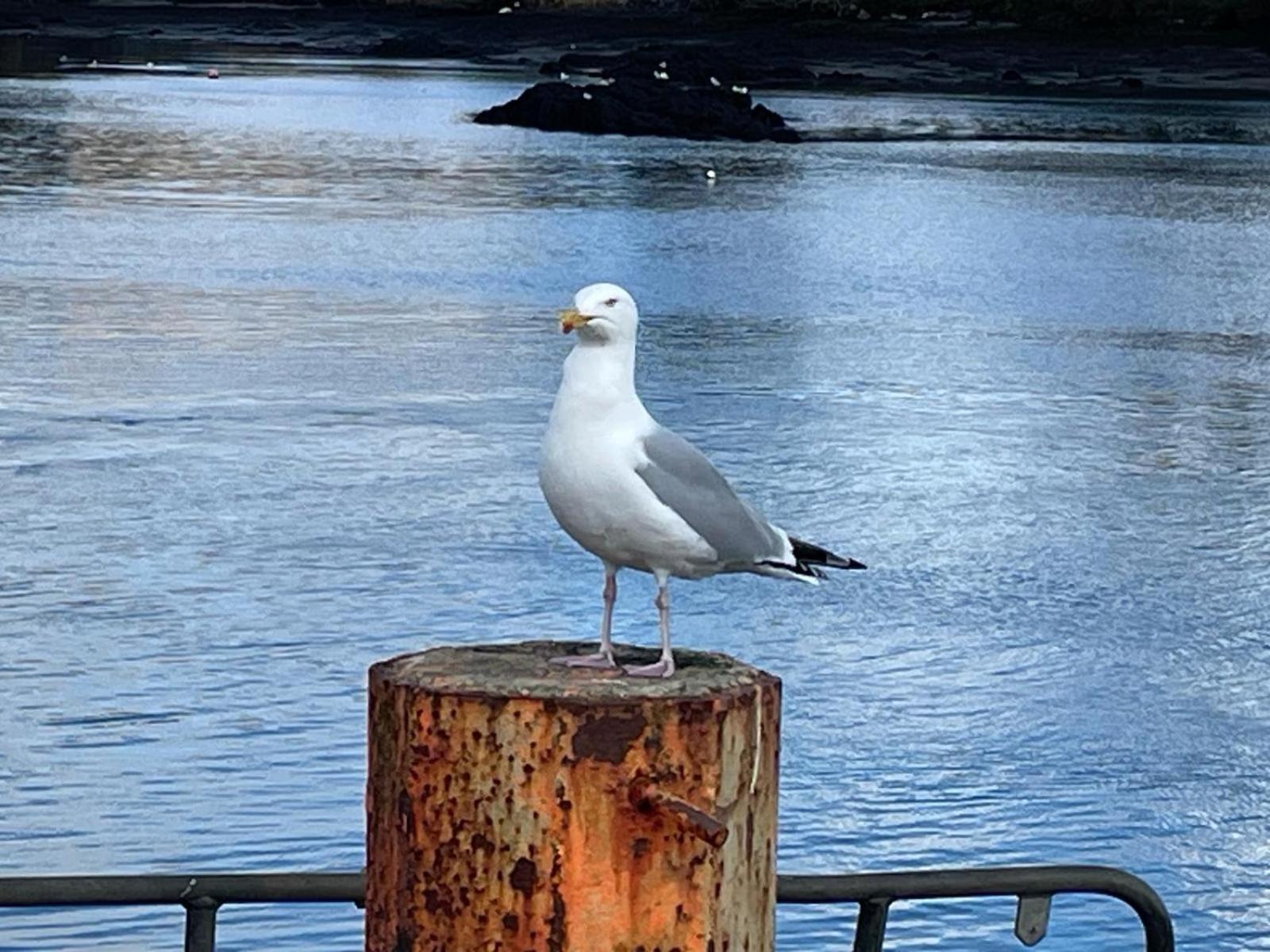 Laughing Seagull Cottage - Sea Views and Sauna