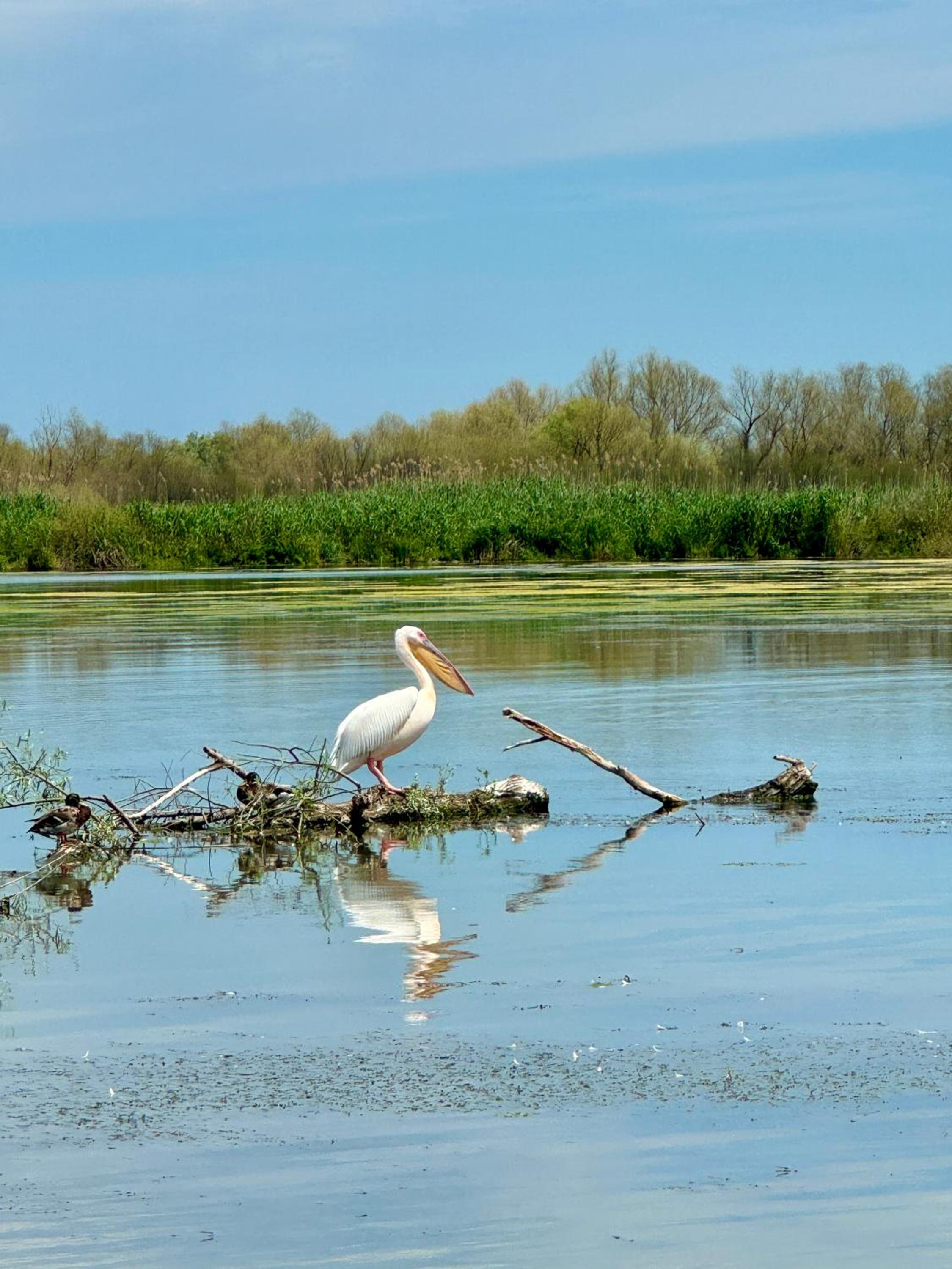 Danube Delta View