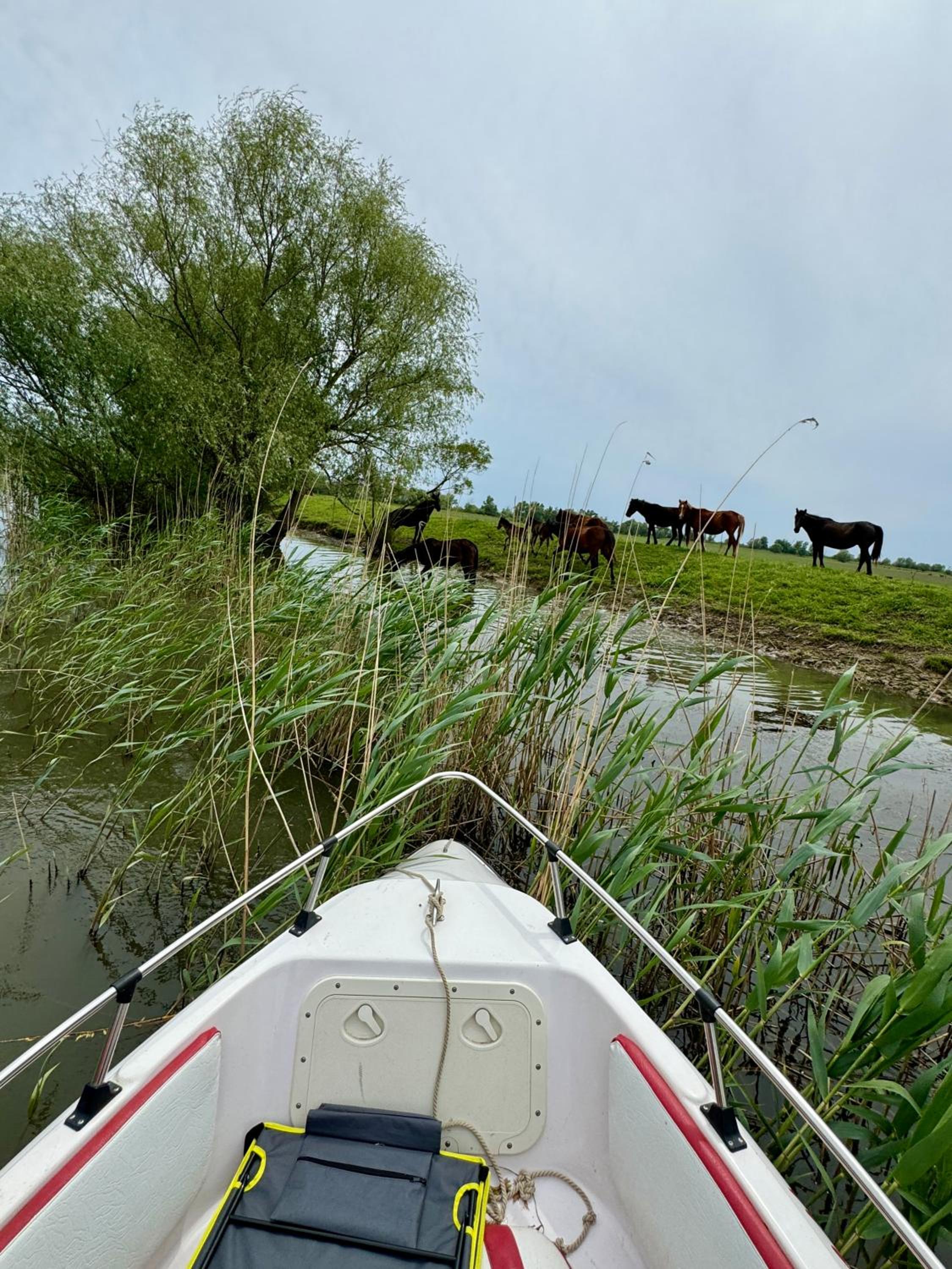 Danube Delta View